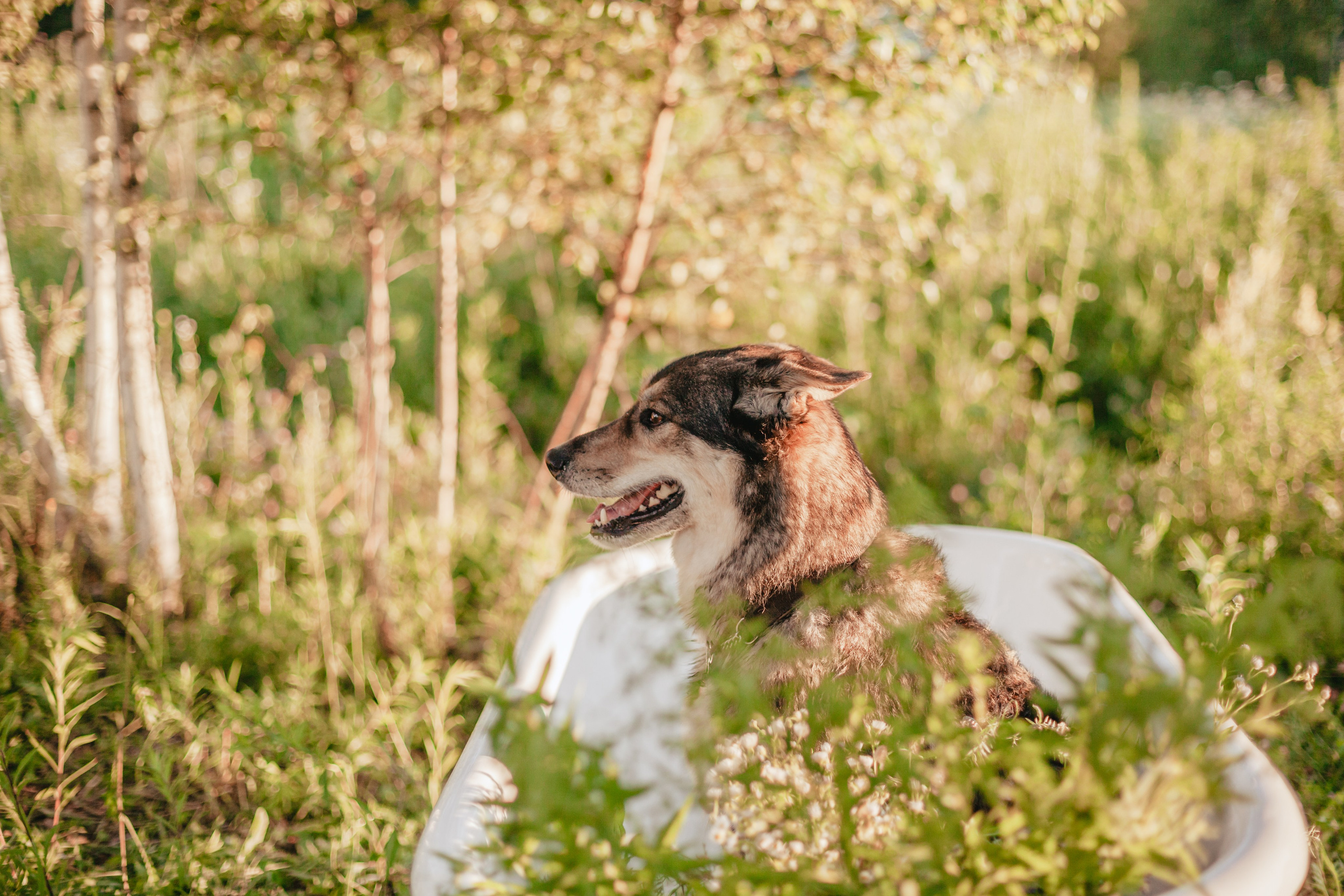 Ванна в поле. Фотограф-анималист Татьяна Степанова