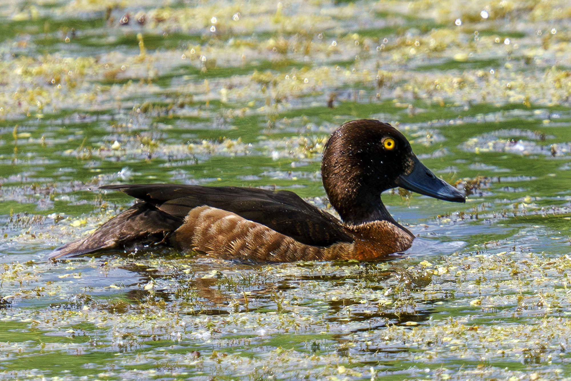 Удивительные мир птиц. Вокруг нас столько прекрасного — присмотритесь!. Ваш личный фотограф Марина Волкова