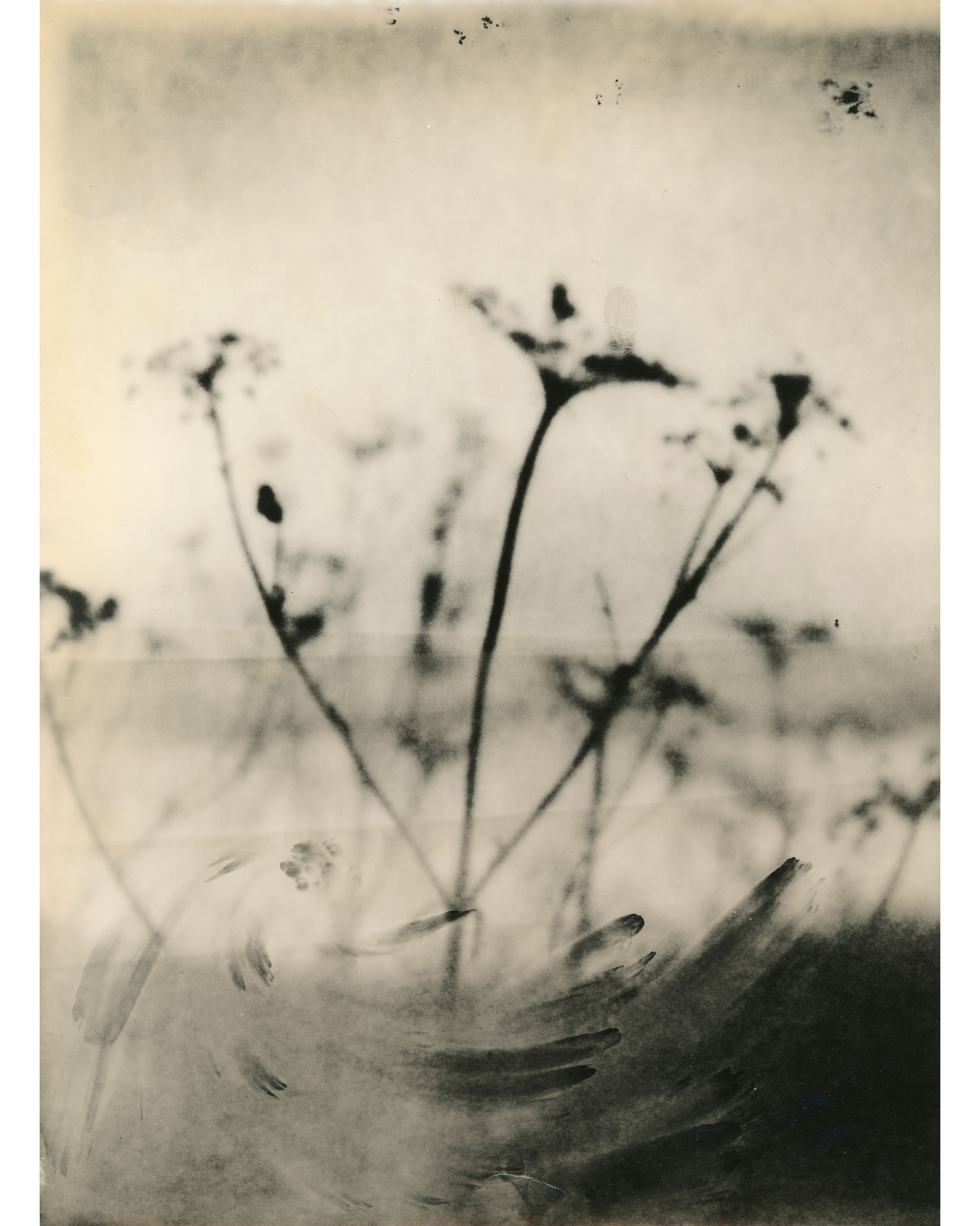Lith prints. Darkroom aesthetics