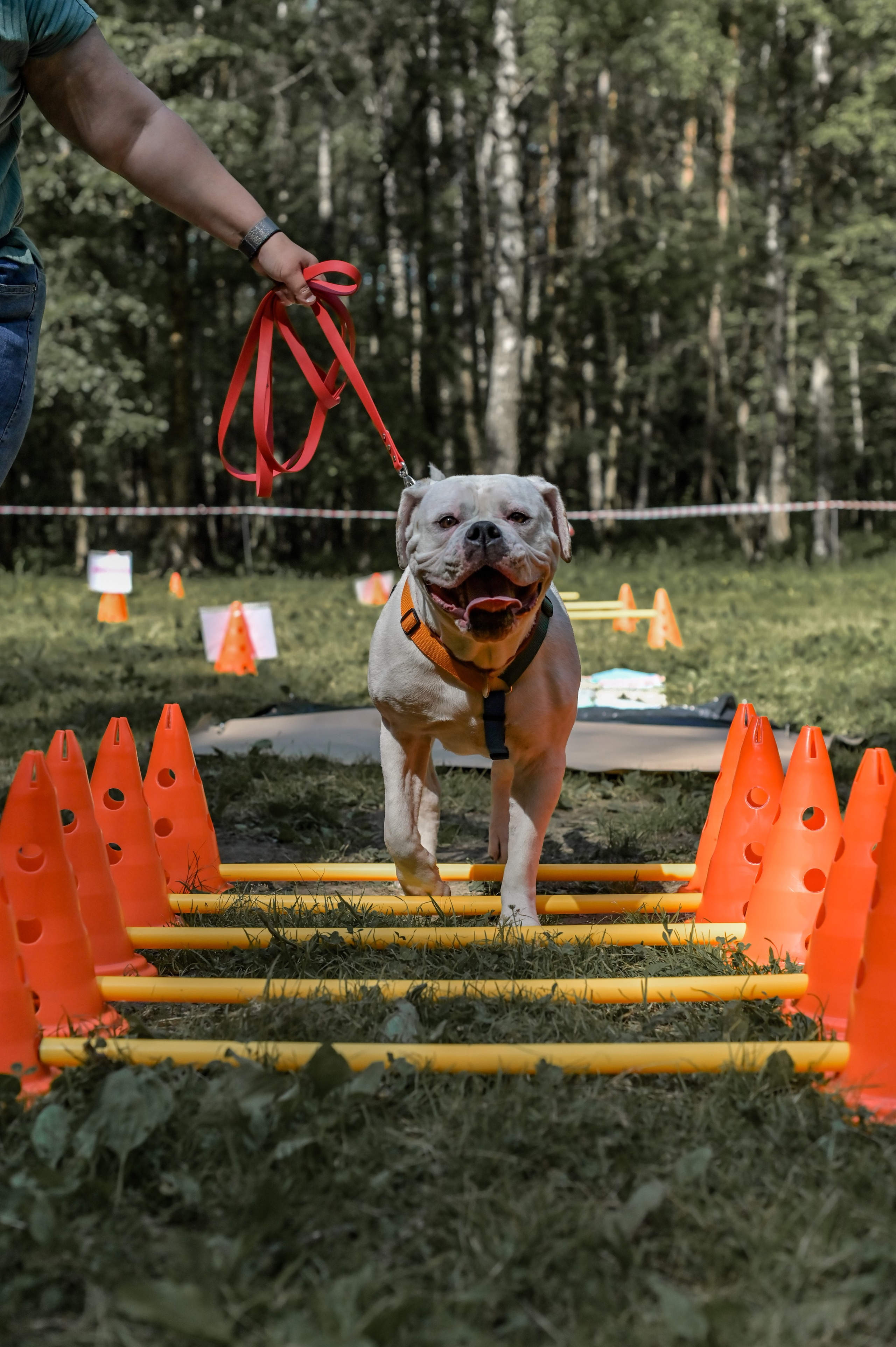 Кинологические соревнования. Семейный и репортажный фотограф в Москве Анастасия Трубкина