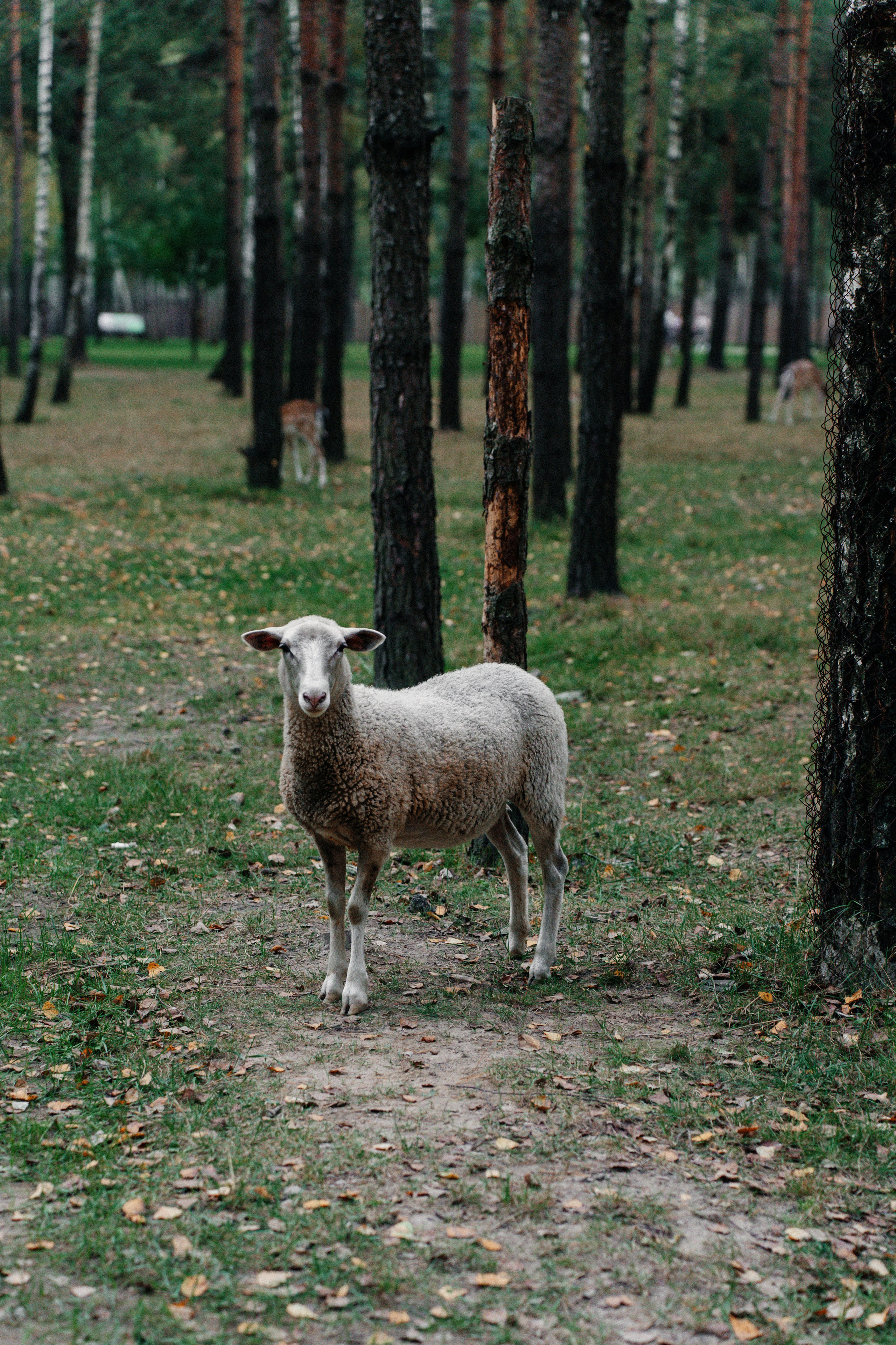 Диприз — в мире диких животных. Ваш семейный фотограф в Минске — Вика Трегубова