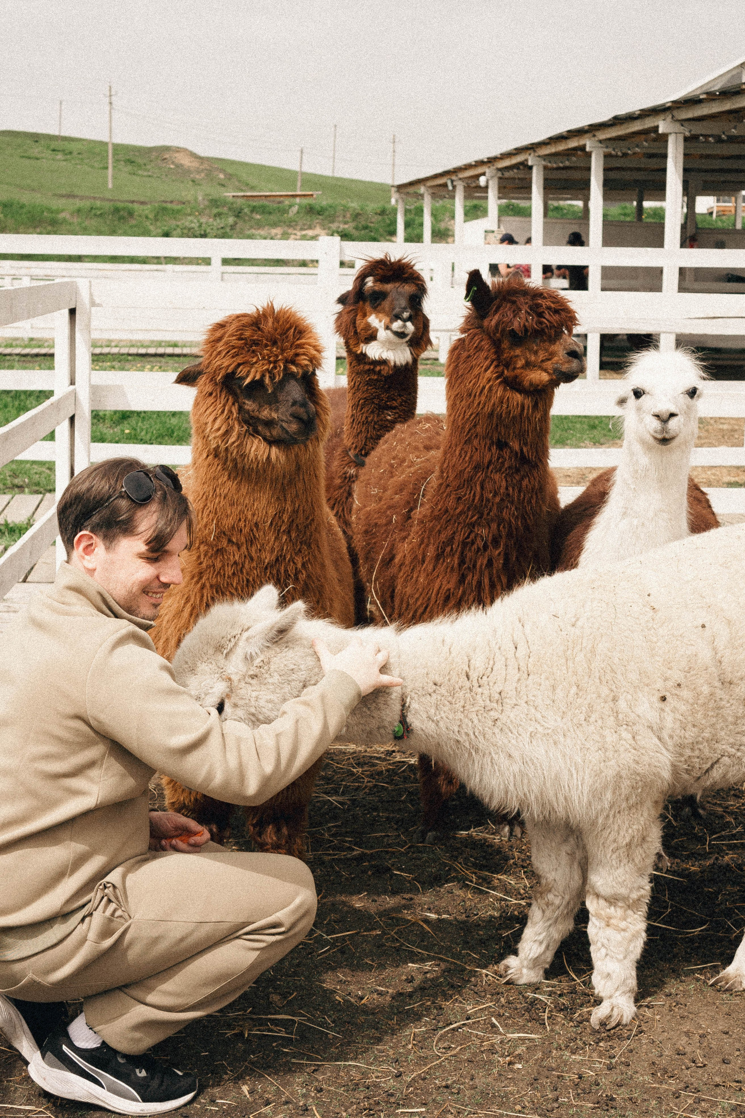 Ферма Альпак. Профессиональный фотограф, Санкт-Петербург — Виктория Богомолова