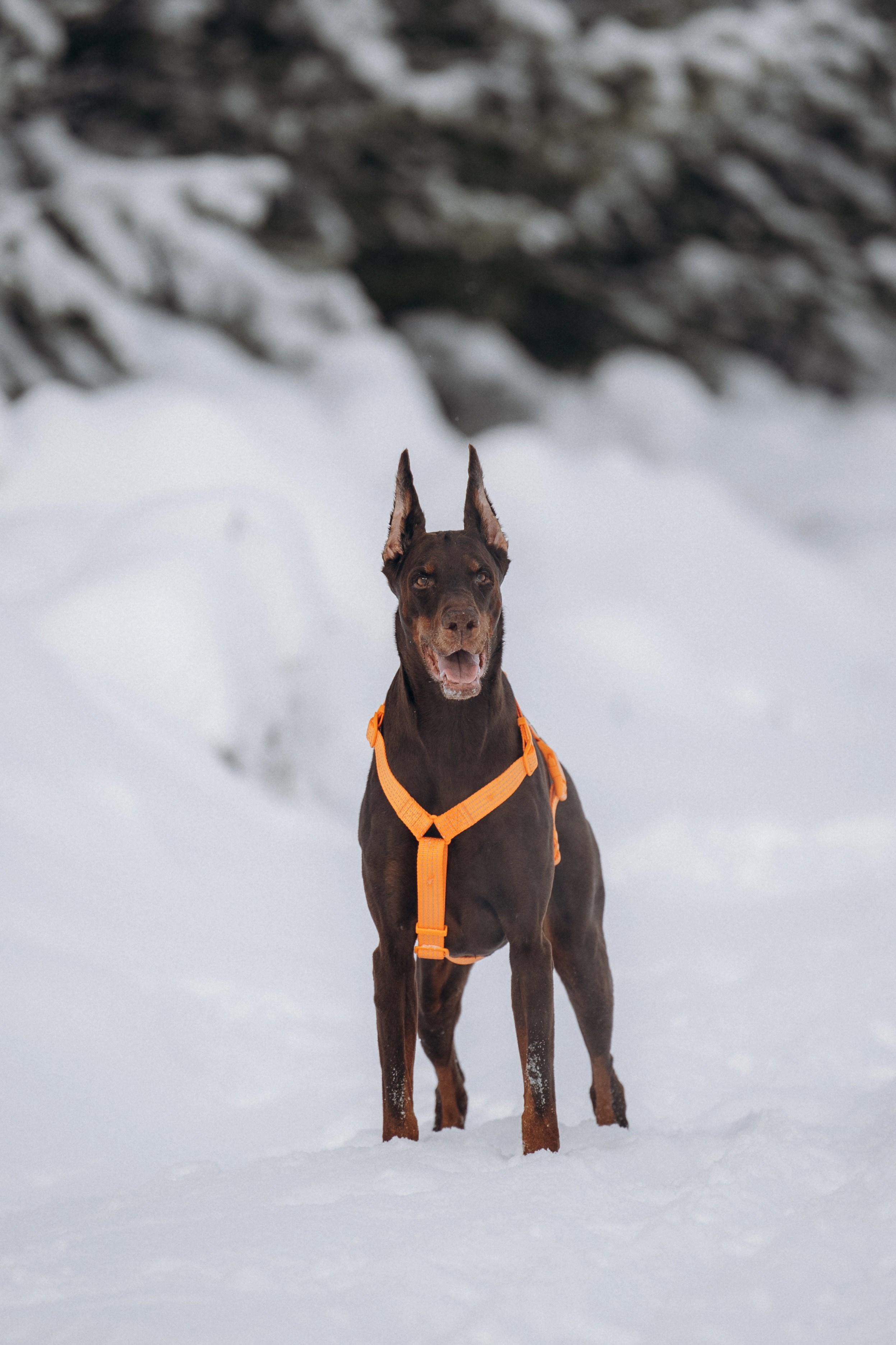 Детта. Зима. Фотограф анималист в Казани Алина Сулейманова. Фотограф животных