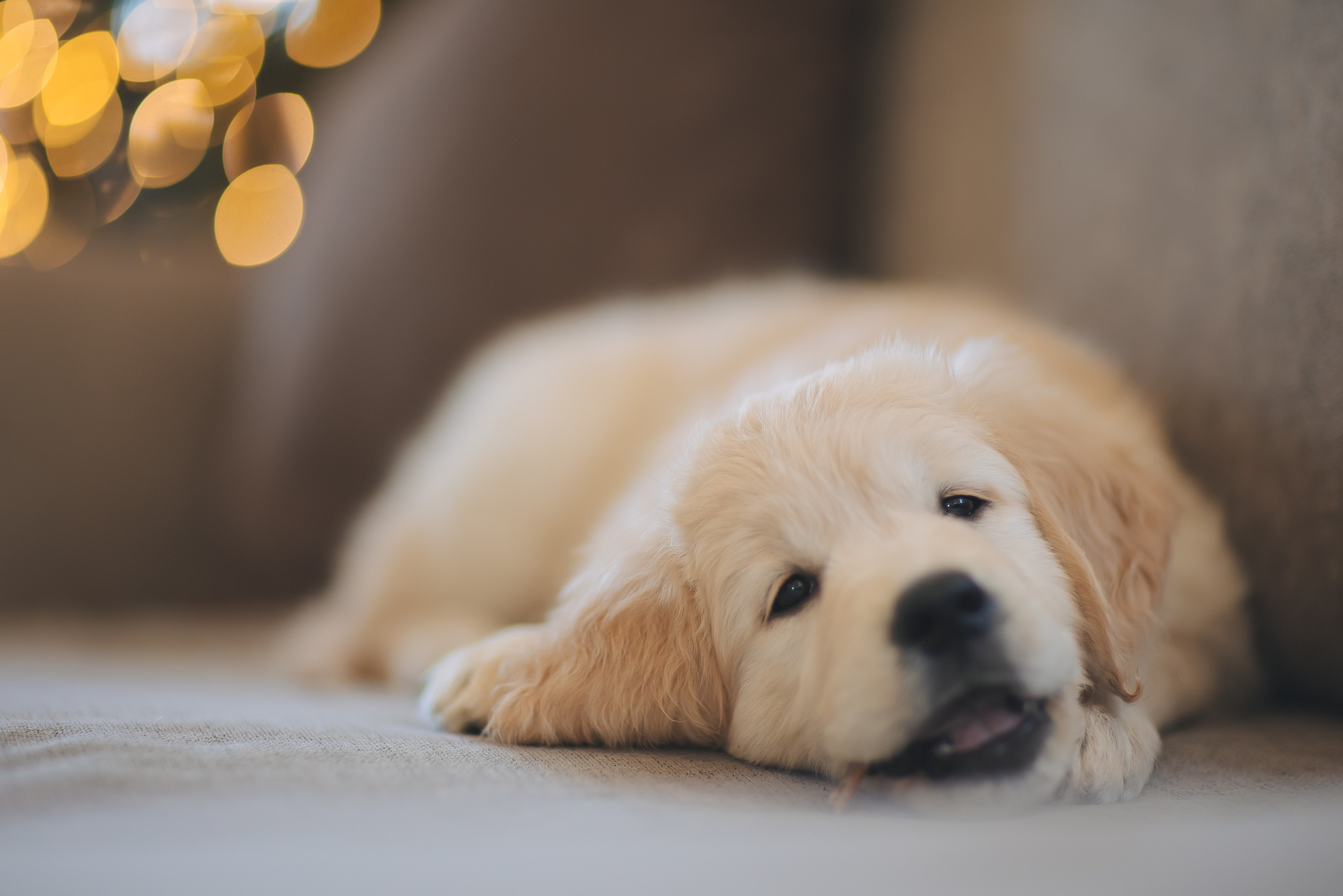 Снежик и Веста, НГ. Свадебный и женский фотограф