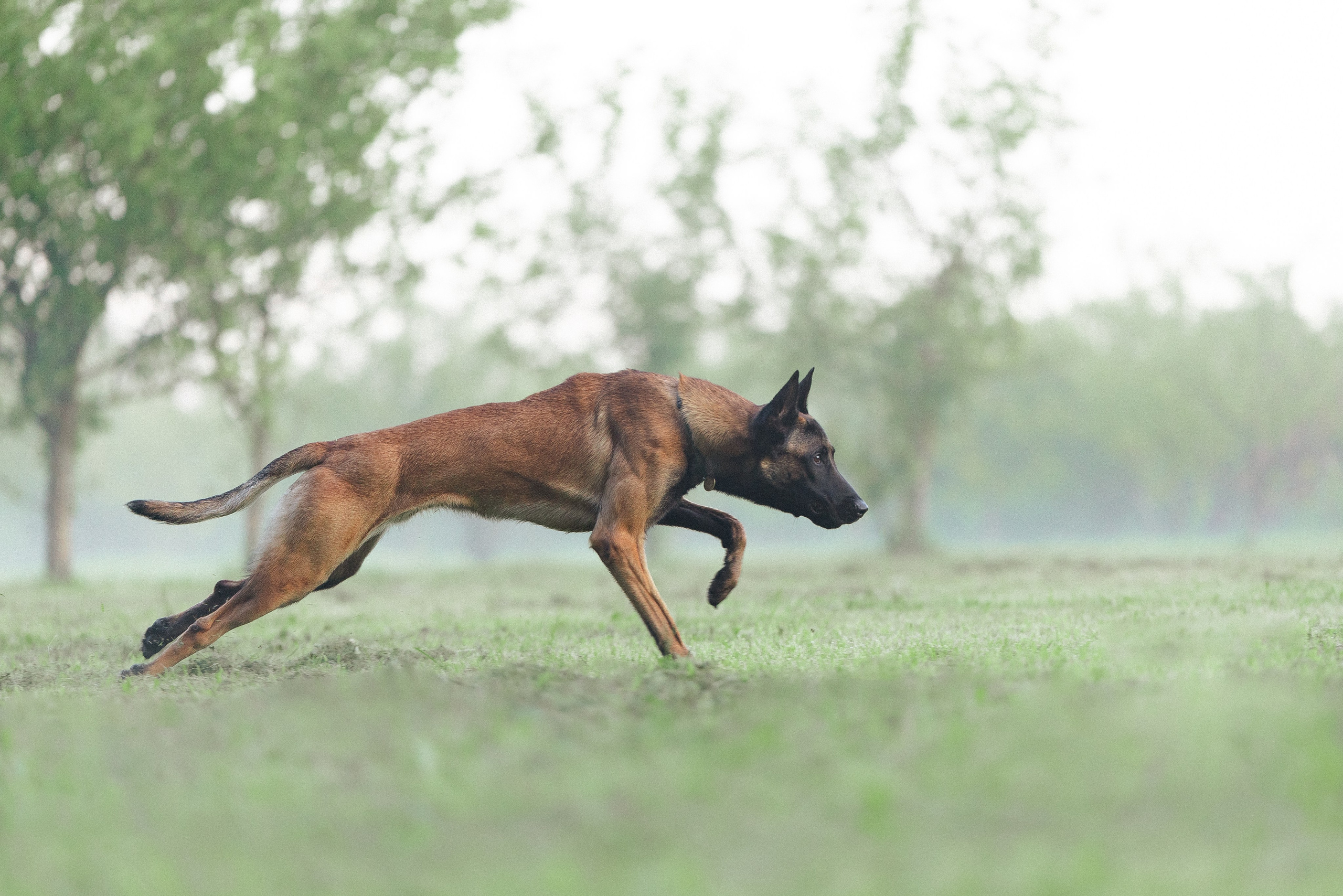 Галина и Кодекс. Фотограф и видеограф анималист Аганина Дарья