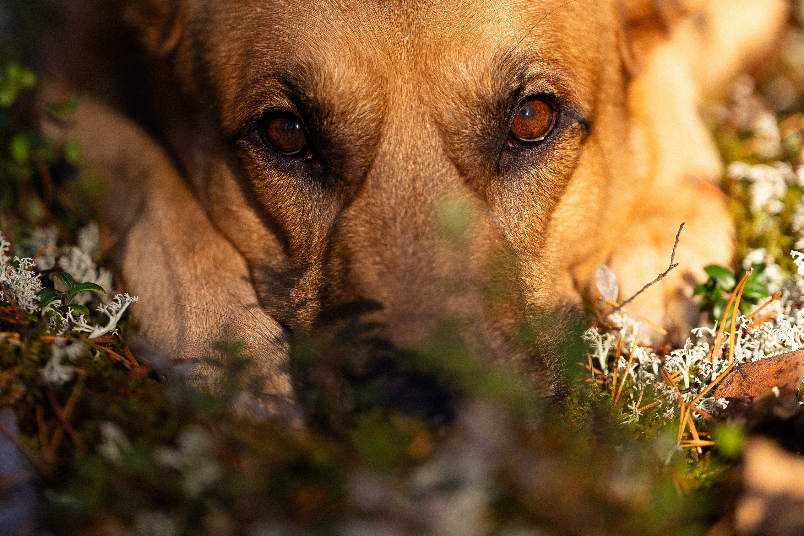 Фотограф и видеограф анималист Аганина Дарья