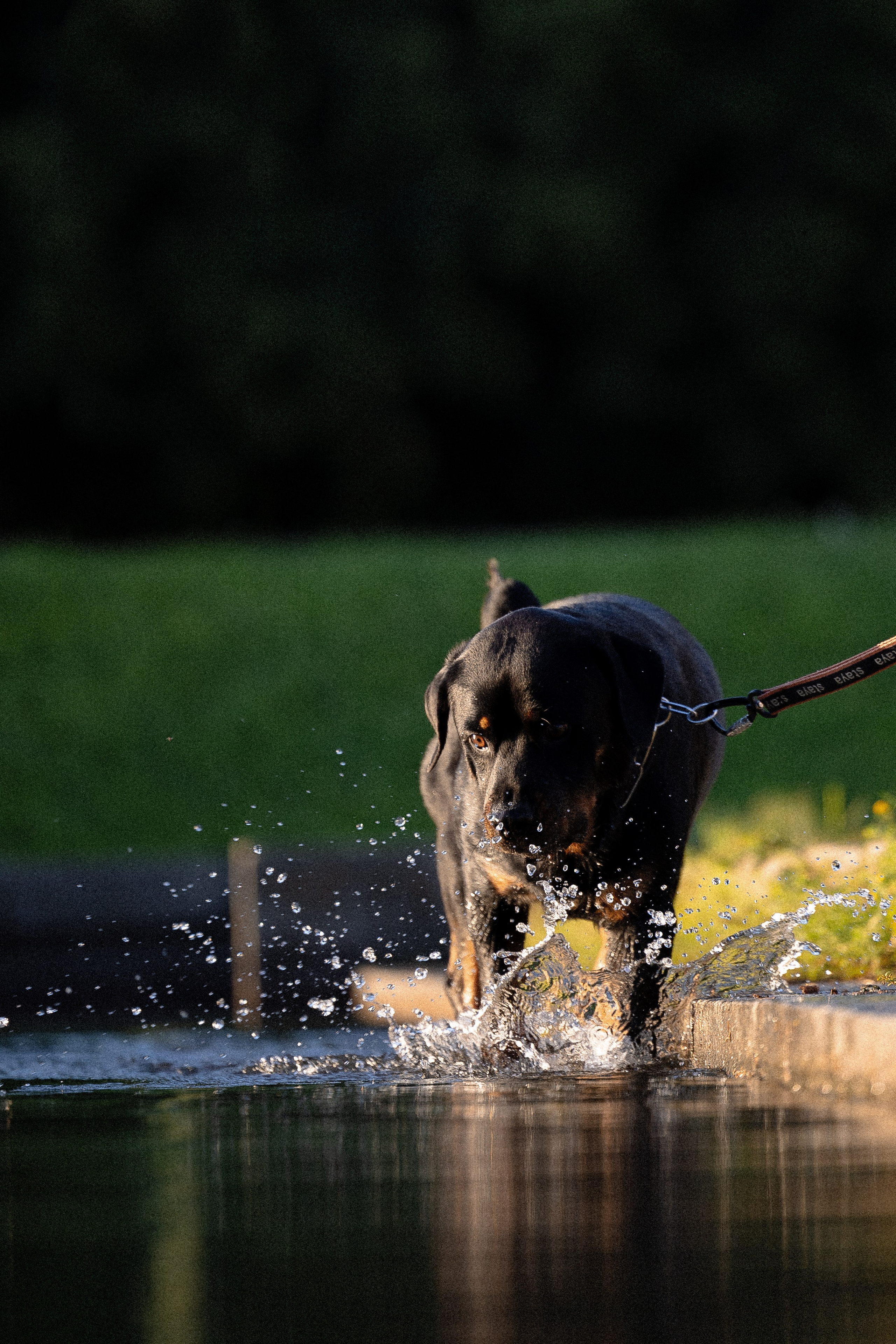 Катя, Леша, Лея и Трой. Фотограф и видеограф анималист Аганина Дарья