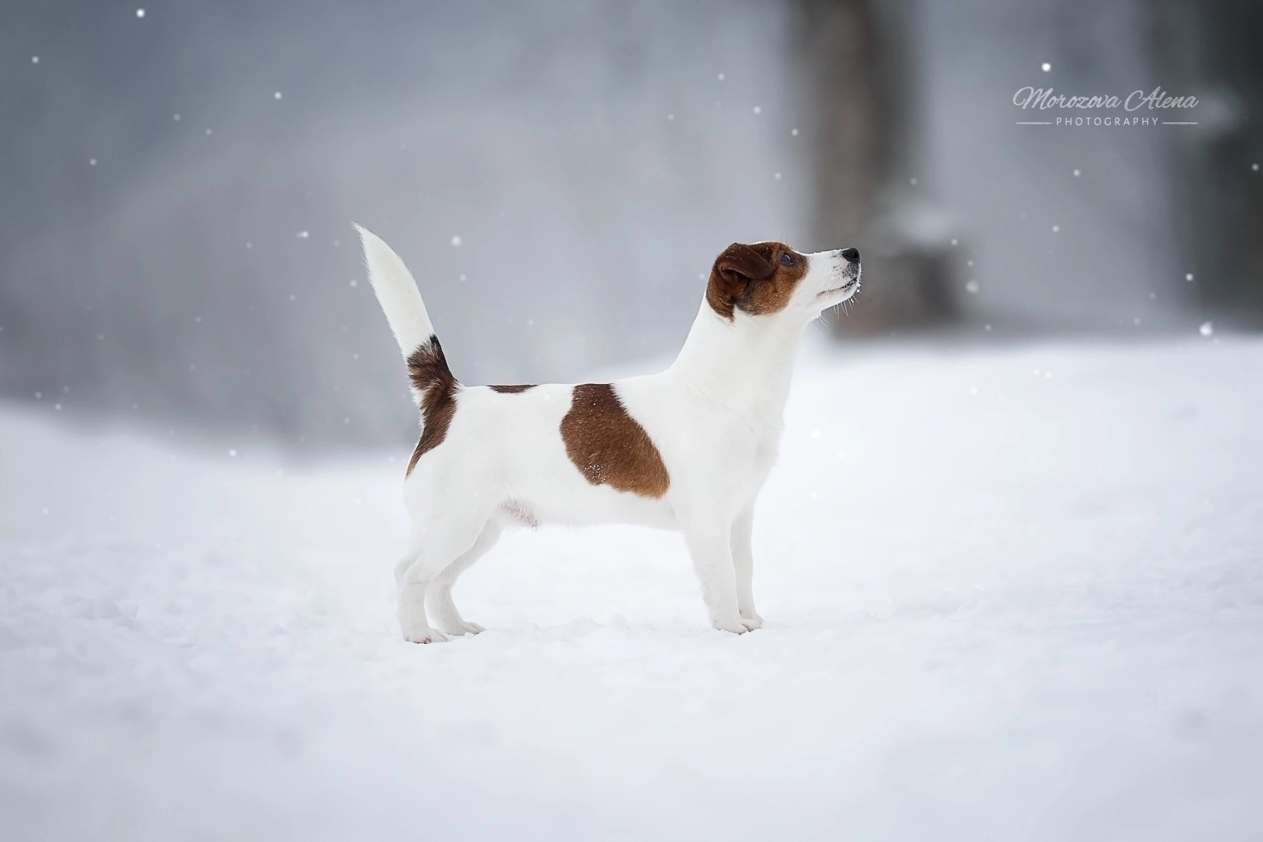 Adrenalin Flesh Royal. Джек Рассел терьер. Санкт-Петербург. Щенки Джек Рассел терьера