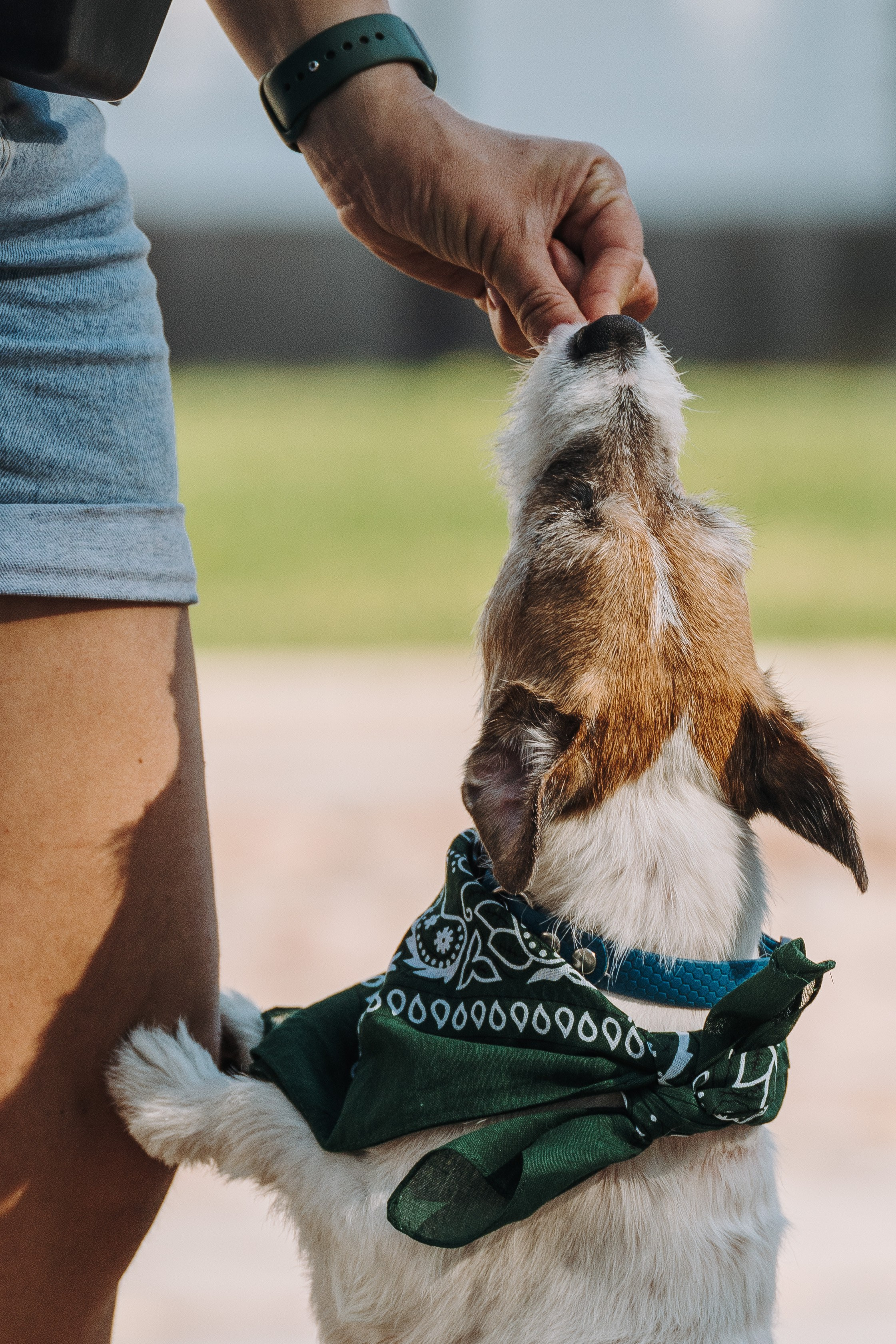 Ларс, Лукас и Ольга. Фотограф анималист в Спб недорого Олеся Майорова