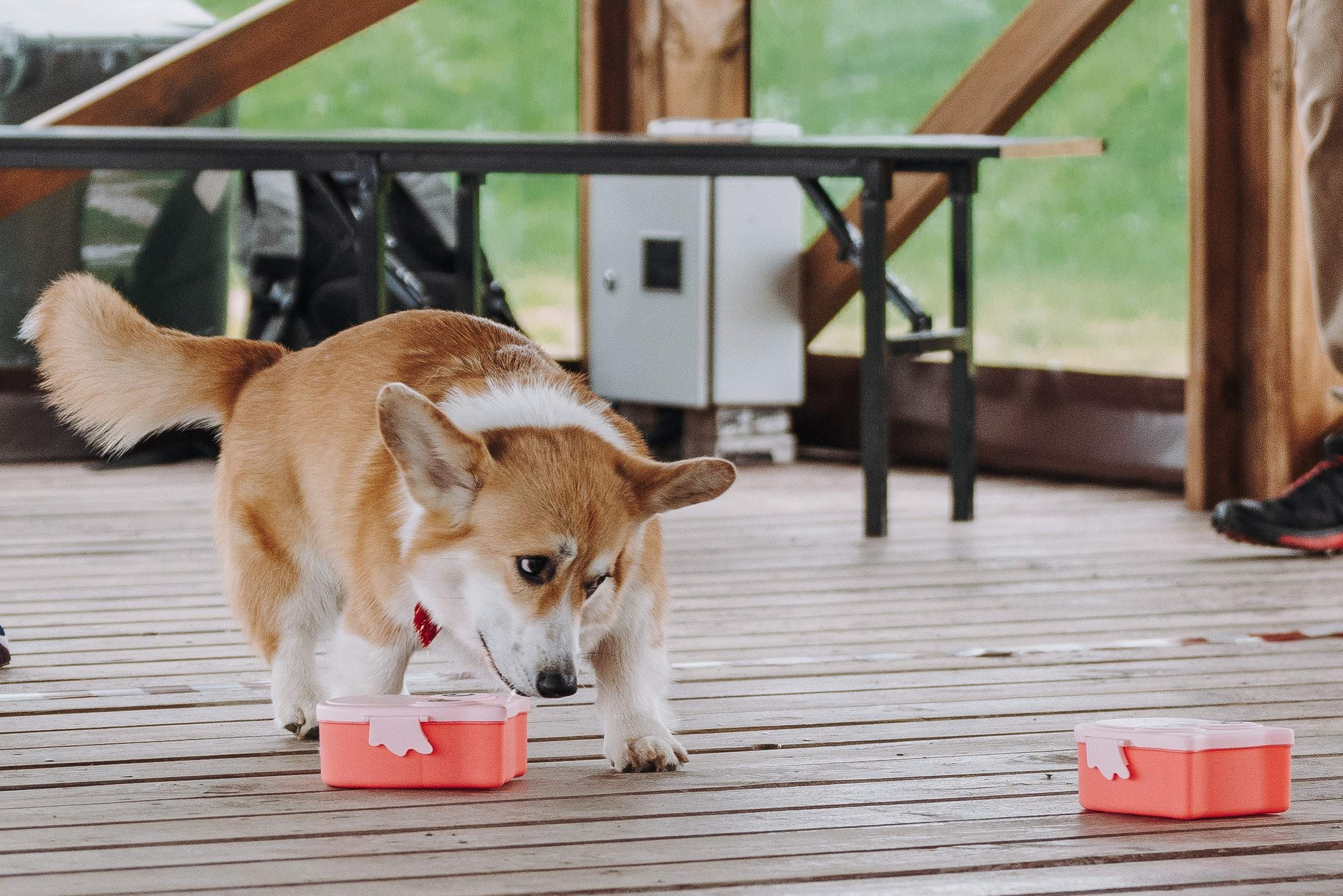 Соревнования по ноузворку в Лосево. Фотограф анималист в Спб недорого Олеся Майорова