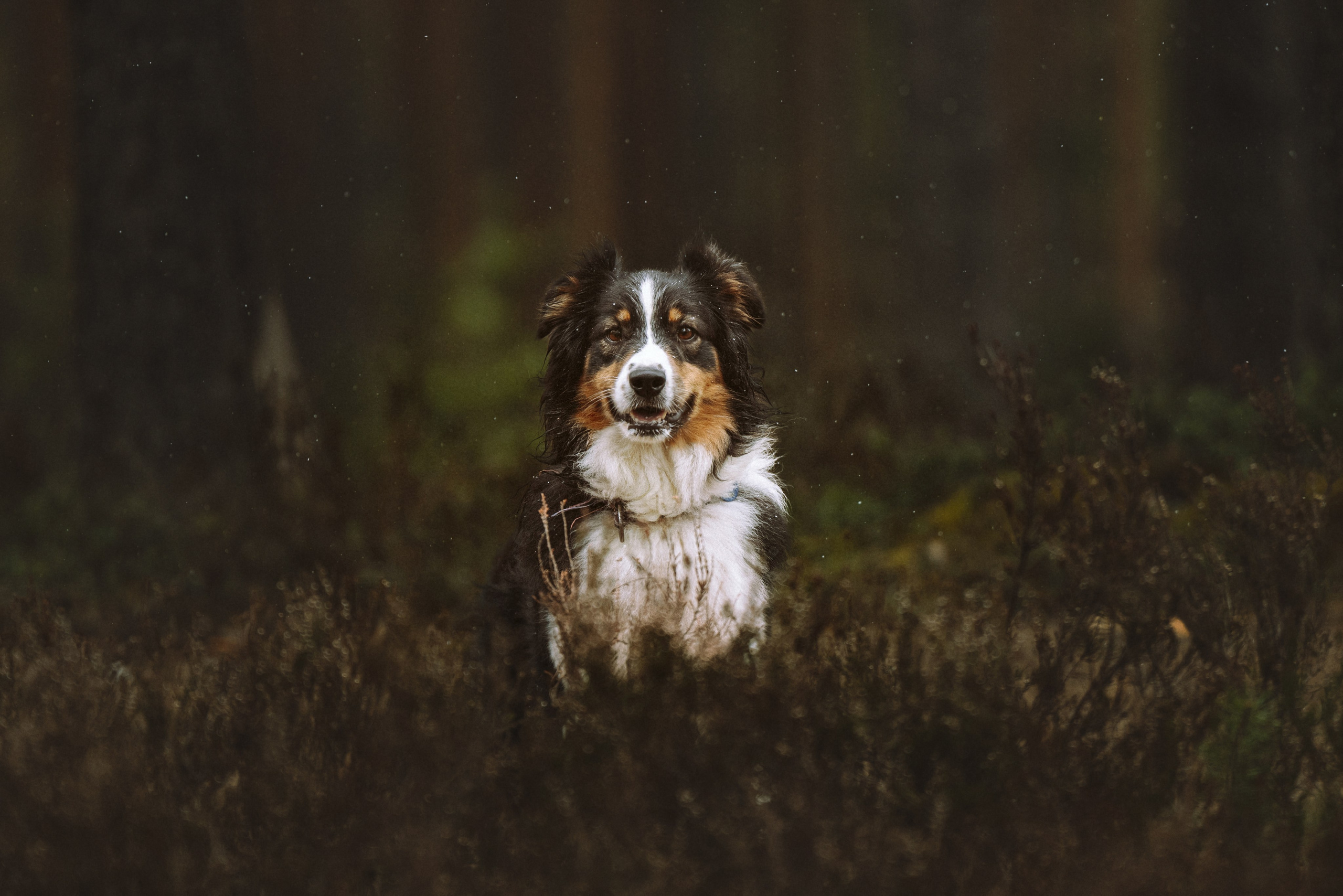 Дог трекинг к финскому хутору. Фотограф анималист в Спб недорого Олеся Майорова