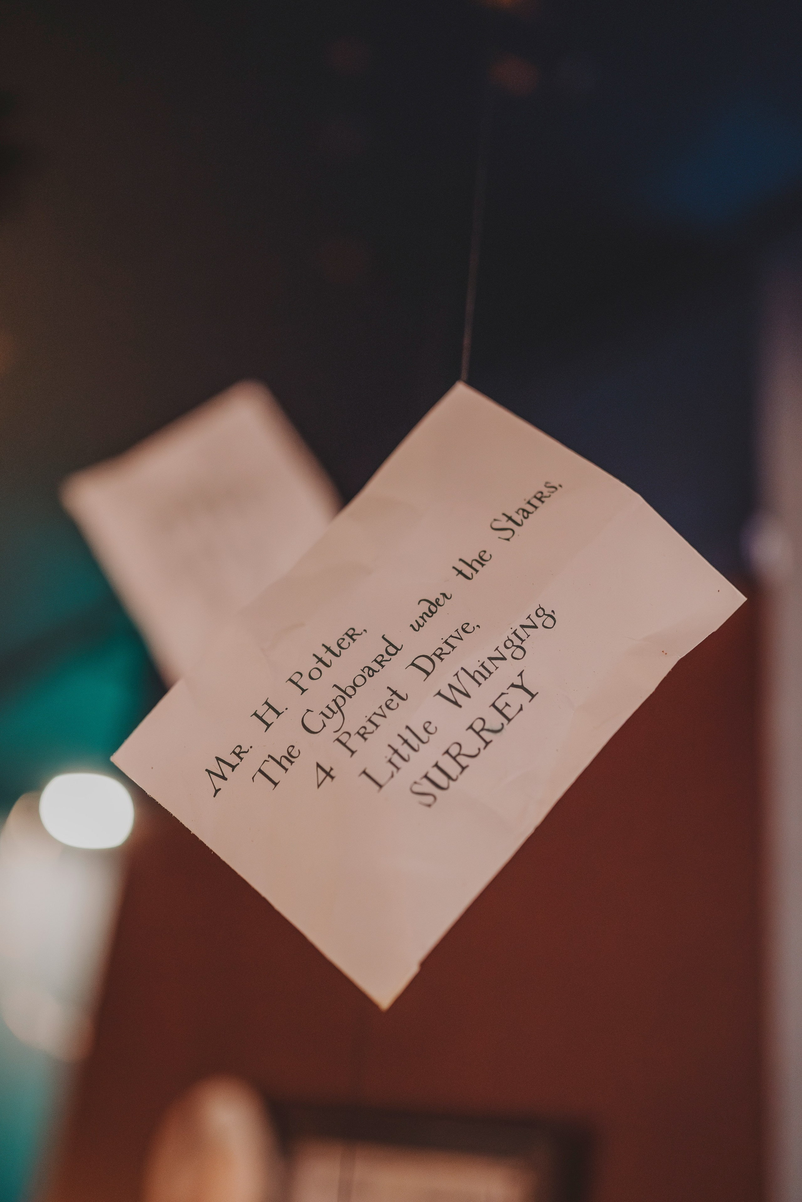 Аня, Андуин и Тесс. Фотограф анималист в Спб недорого Олеся Майорова