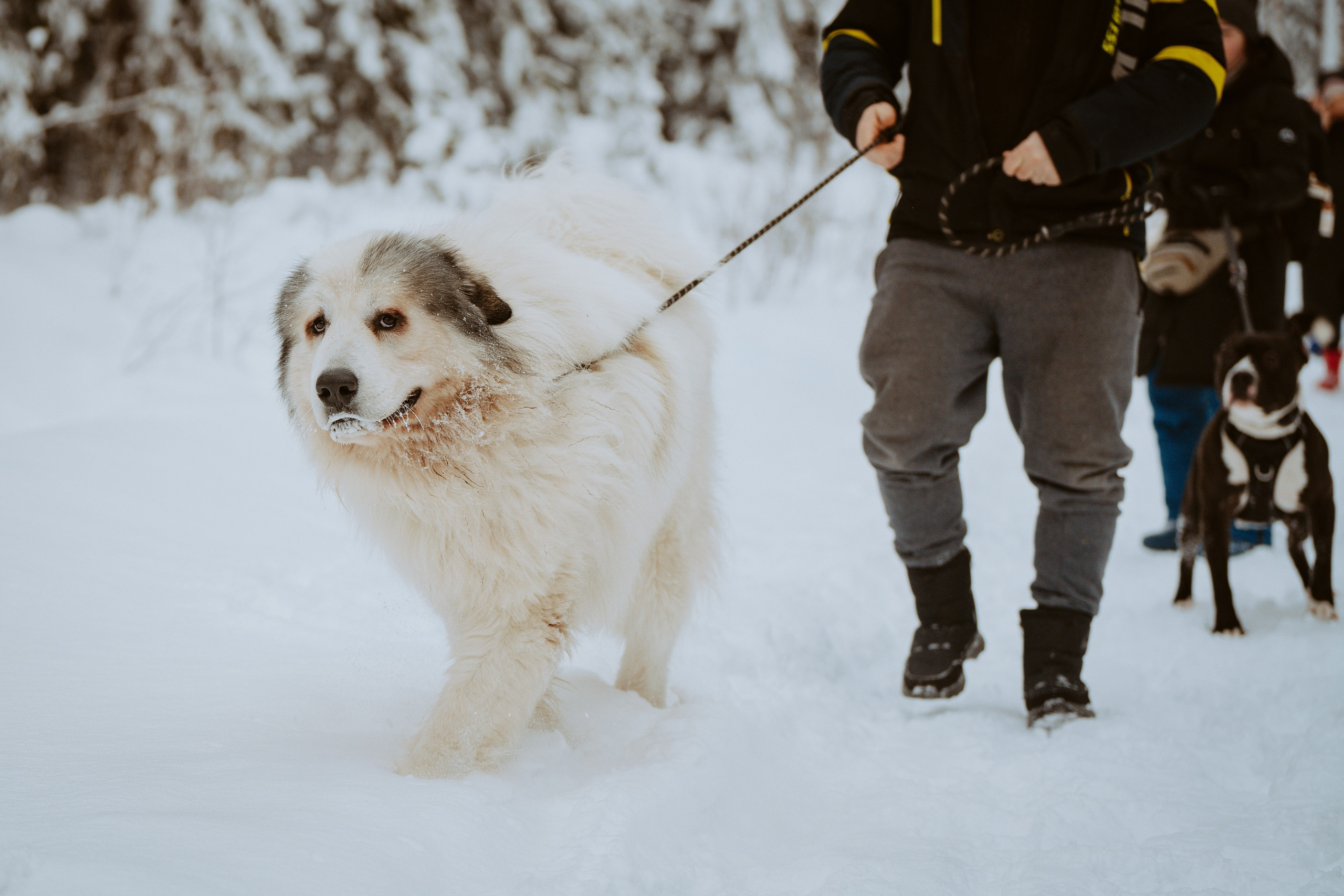 Дог трекинг. Фотограф анималист в Спб недорого Олеся Майорова