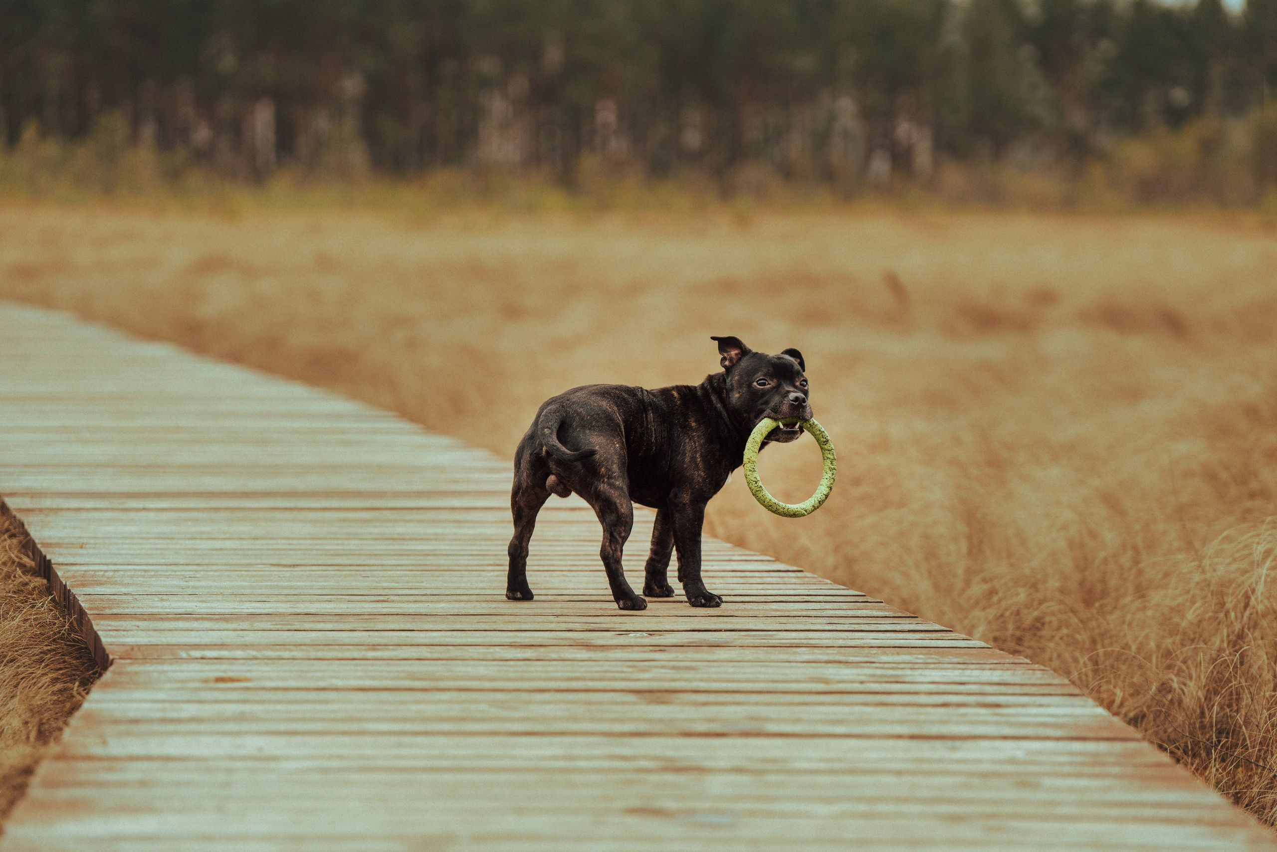 Фотограф анималист в Санкт-Петербурге. Фотограф анималист в Спб недорого Олеся Майорова