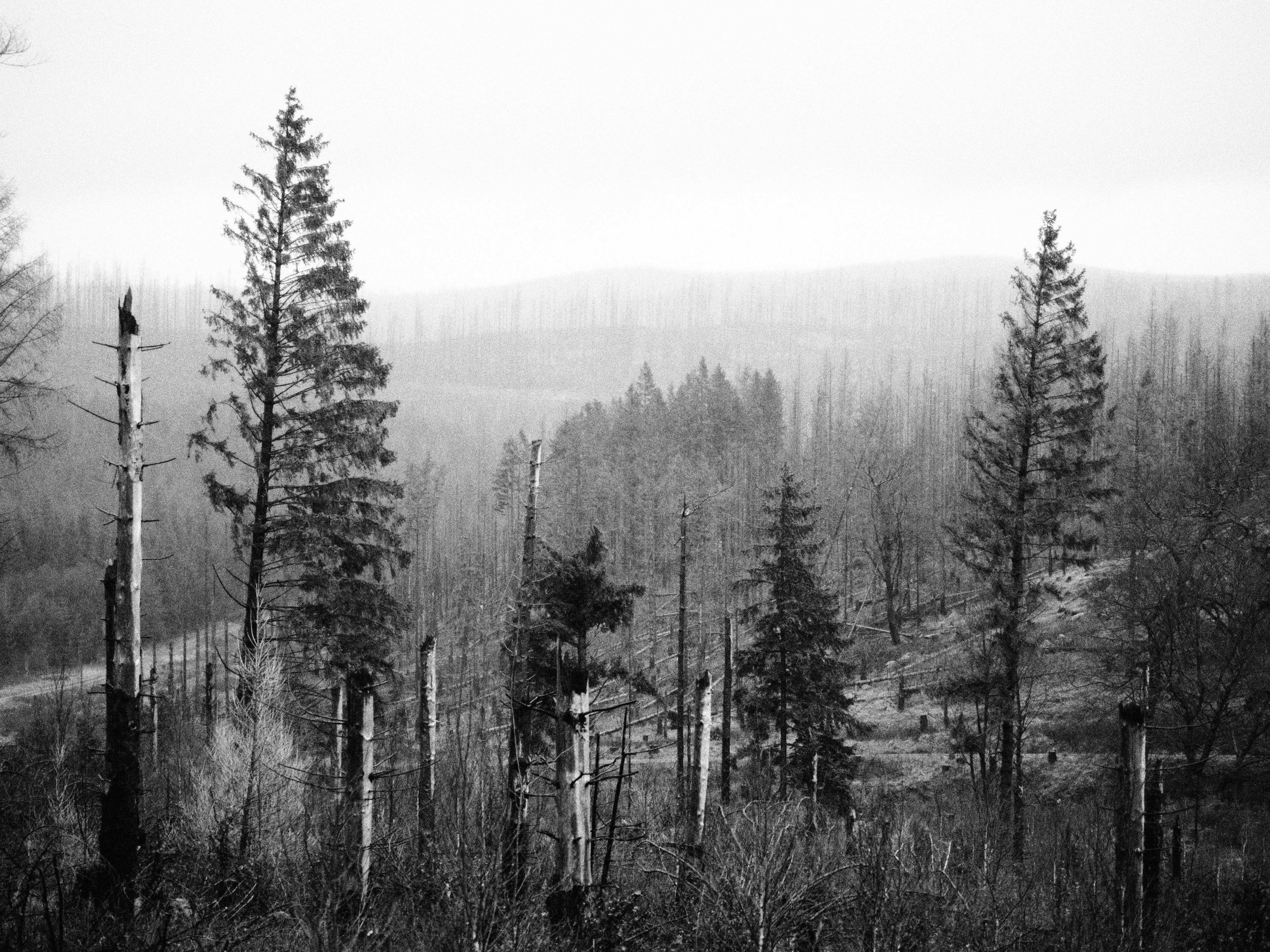 Таинственный лес. Репортажный фотограф в Берлине Александра Герман