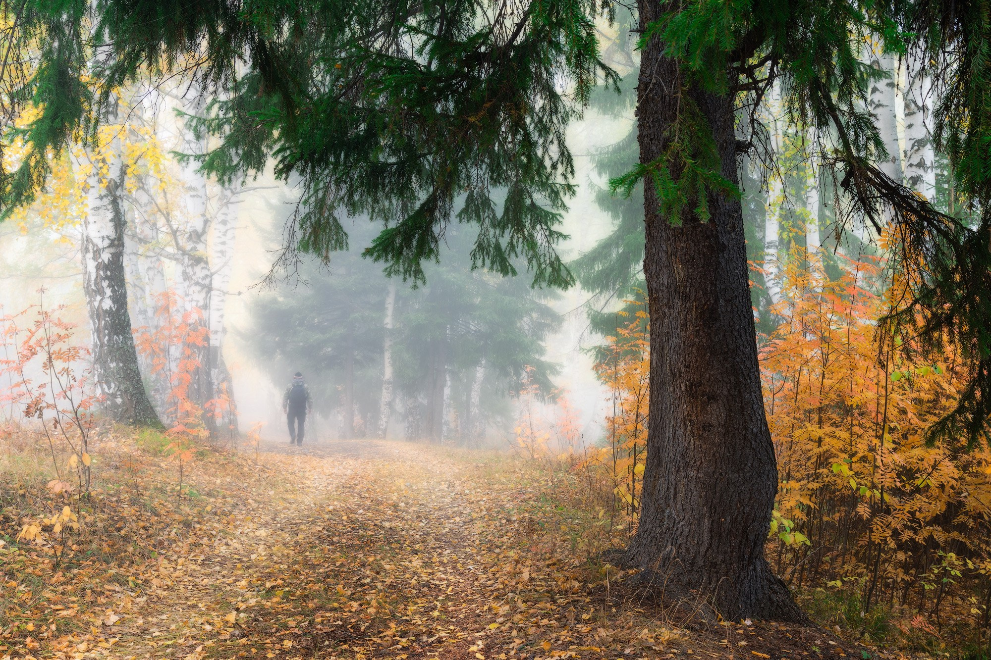 Одинокий путник идет по тропинке в осеннем лесу, в тумане растворяются деревья