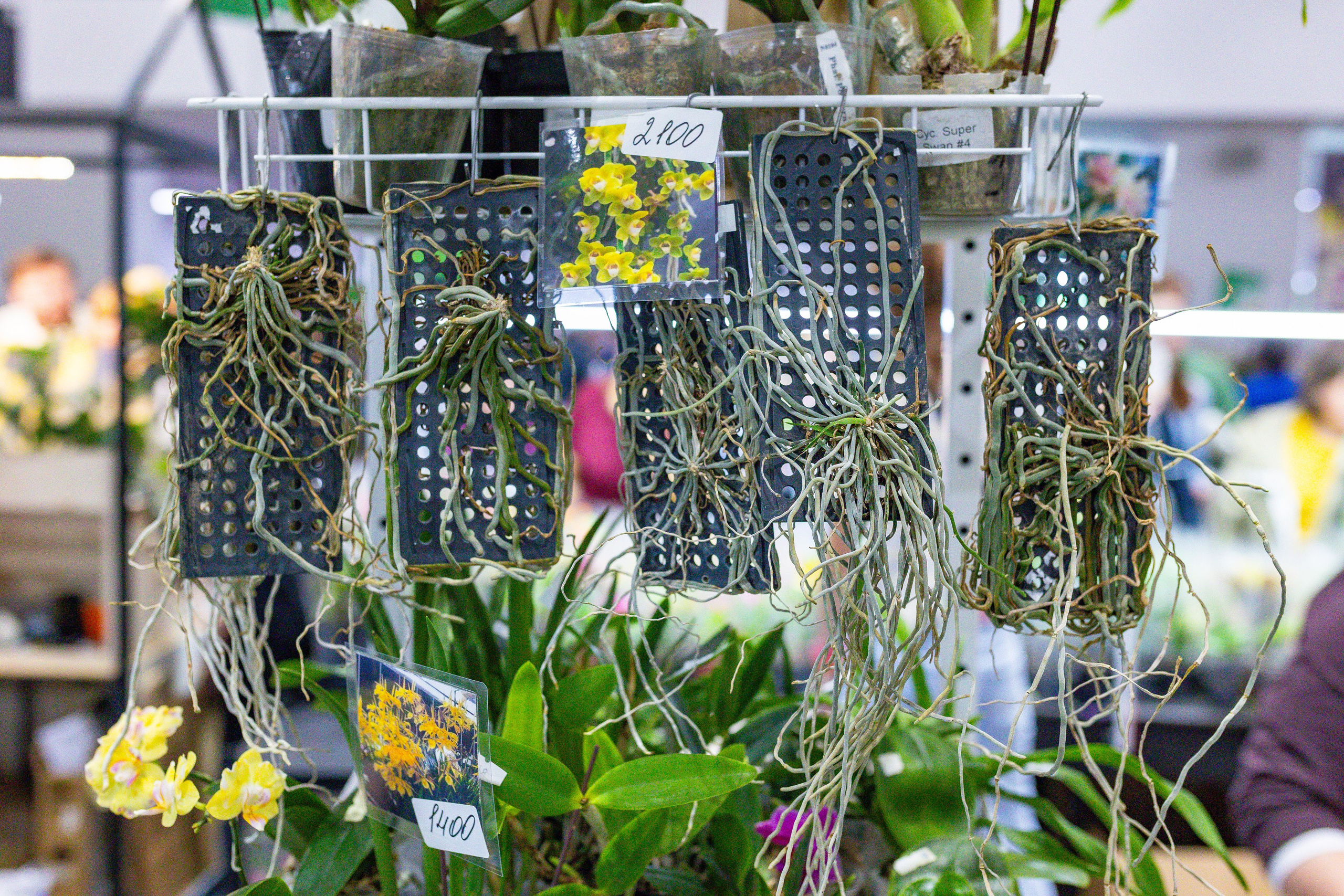 Орхидиум сентябрь 2025. Александра Куликова фотограф, Москва