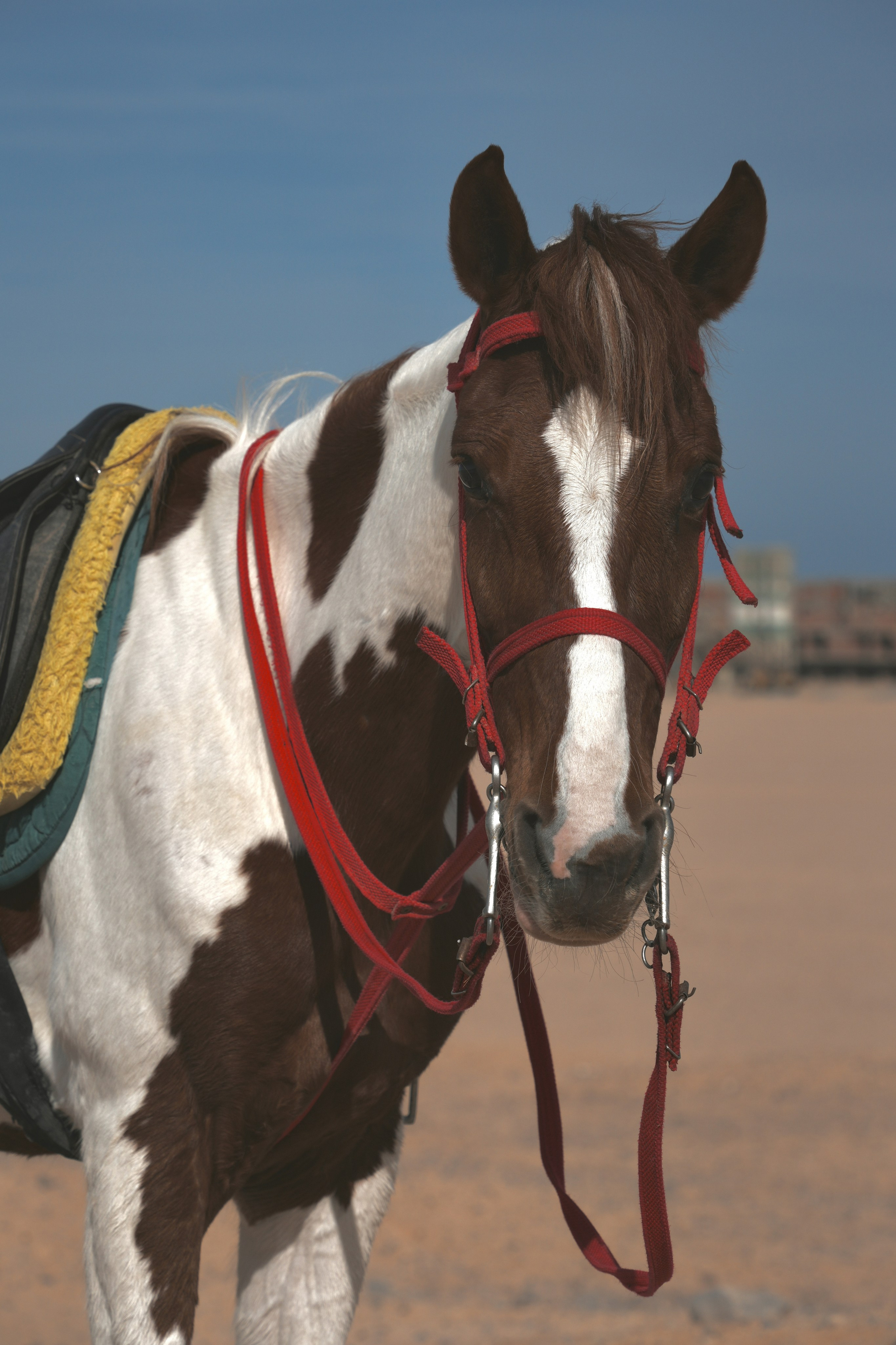 Анималистика. Фотограф Семён Родов