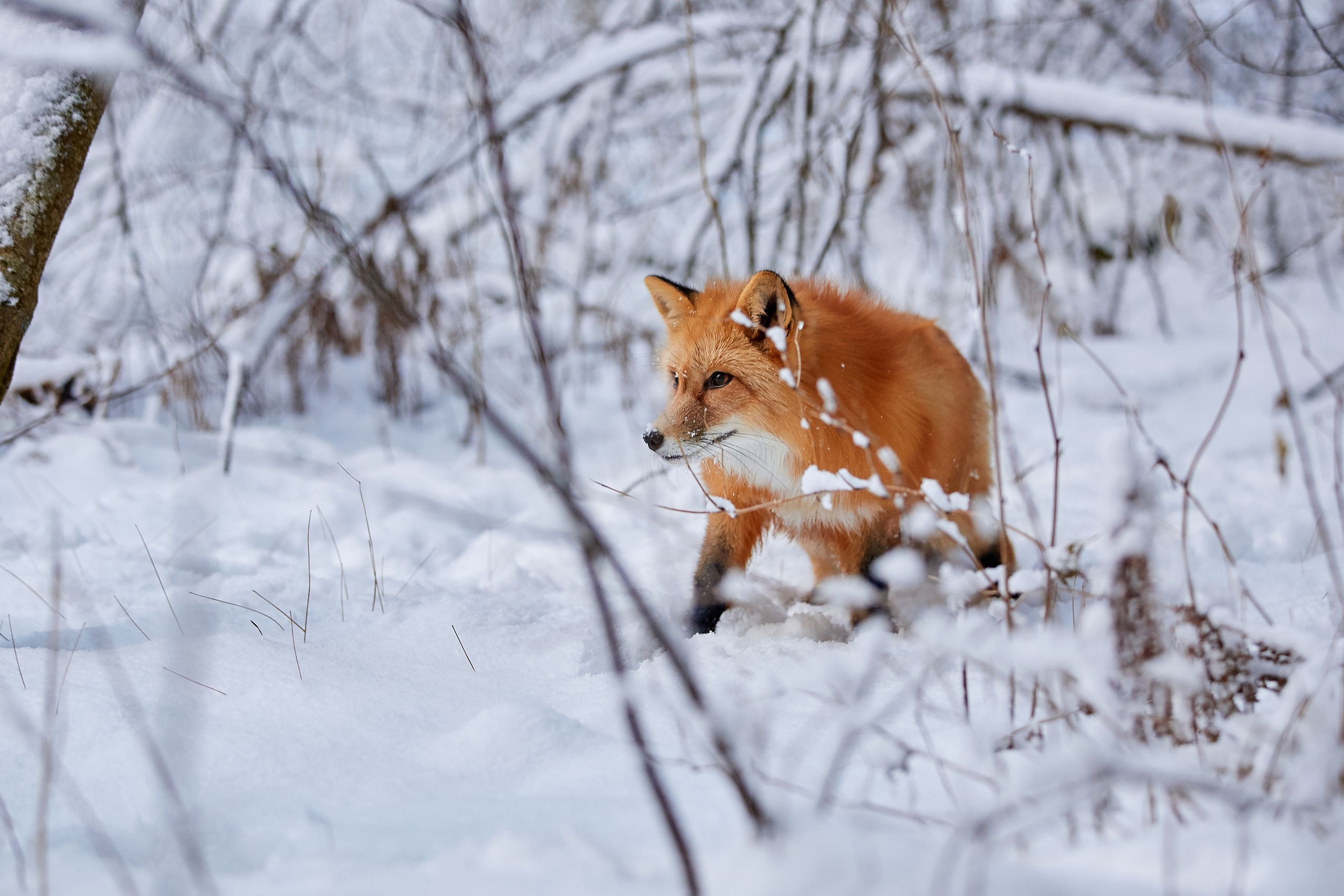 Выбор редакции на сайте National Geographic Россия. ФОТОГРАФ-АНИМАЛИСТ l LANA POLYAKOVA