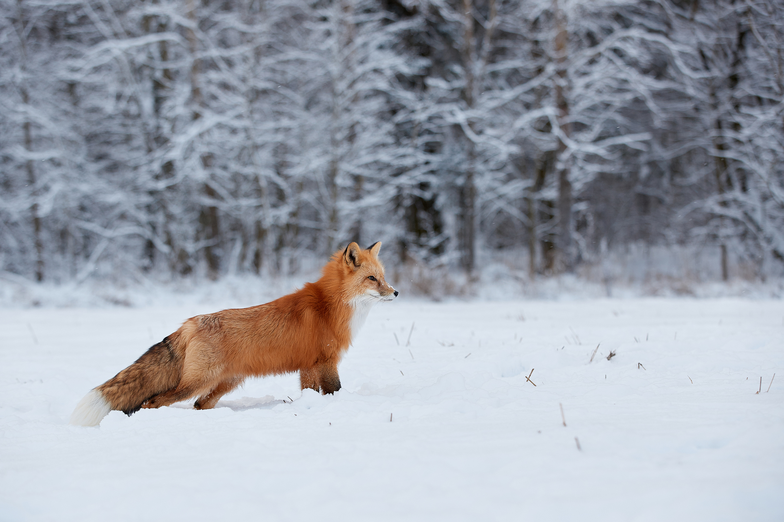 Выбор редакции на сайте National Geographic Россия. ФОТОГРАФ-АНИМАЛИСТ l LANA POLYAKOVA