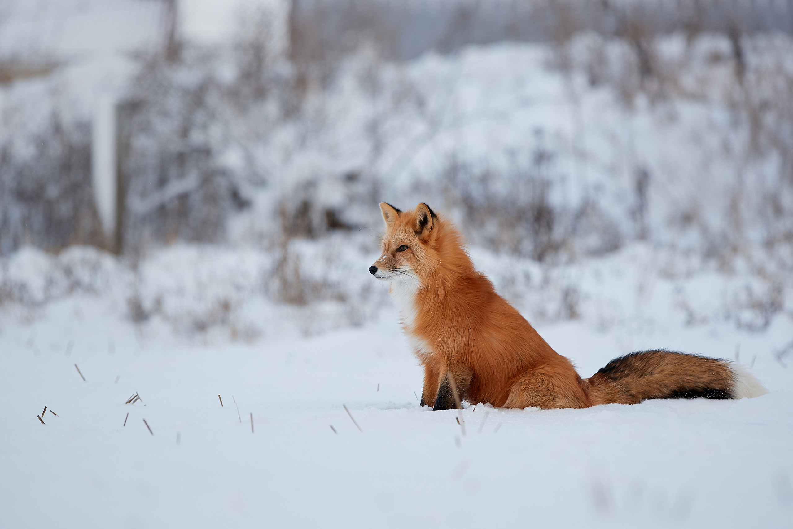 Выбор редакции на сайте National Geographic Россия. ФОТОГРАФ-АНИМАЛИСТ l LANA POLYAKOVA