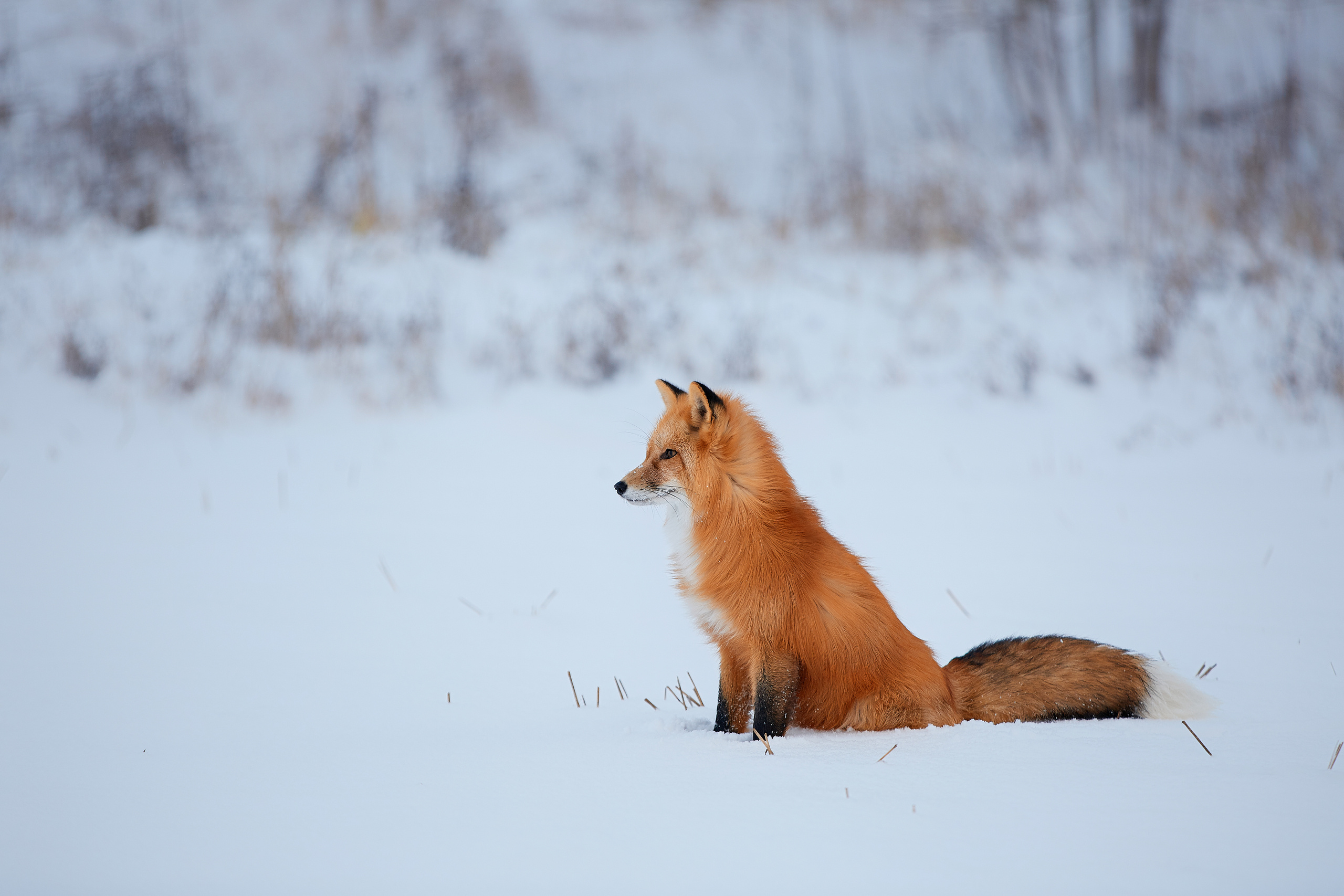 Выбор редакции на сайте National Geographic Россия. ФОТОГРАФ-АНИМАЛИСТ l LANA POLYAKOVA