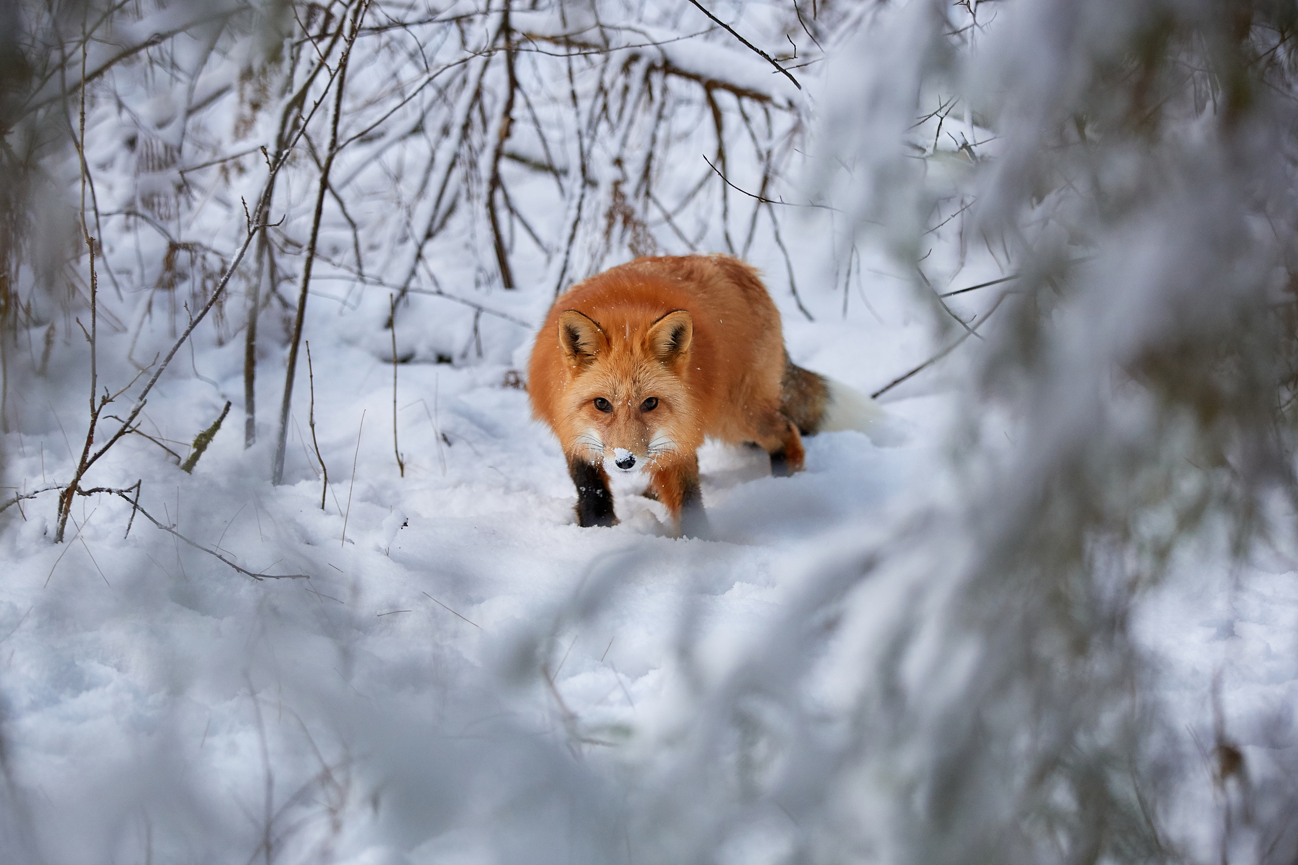 Выбор редакции на сайте National Geographic Россия. ФОТОГРАФ-АНИМАЛИСТ l LANA POLYAKOVA