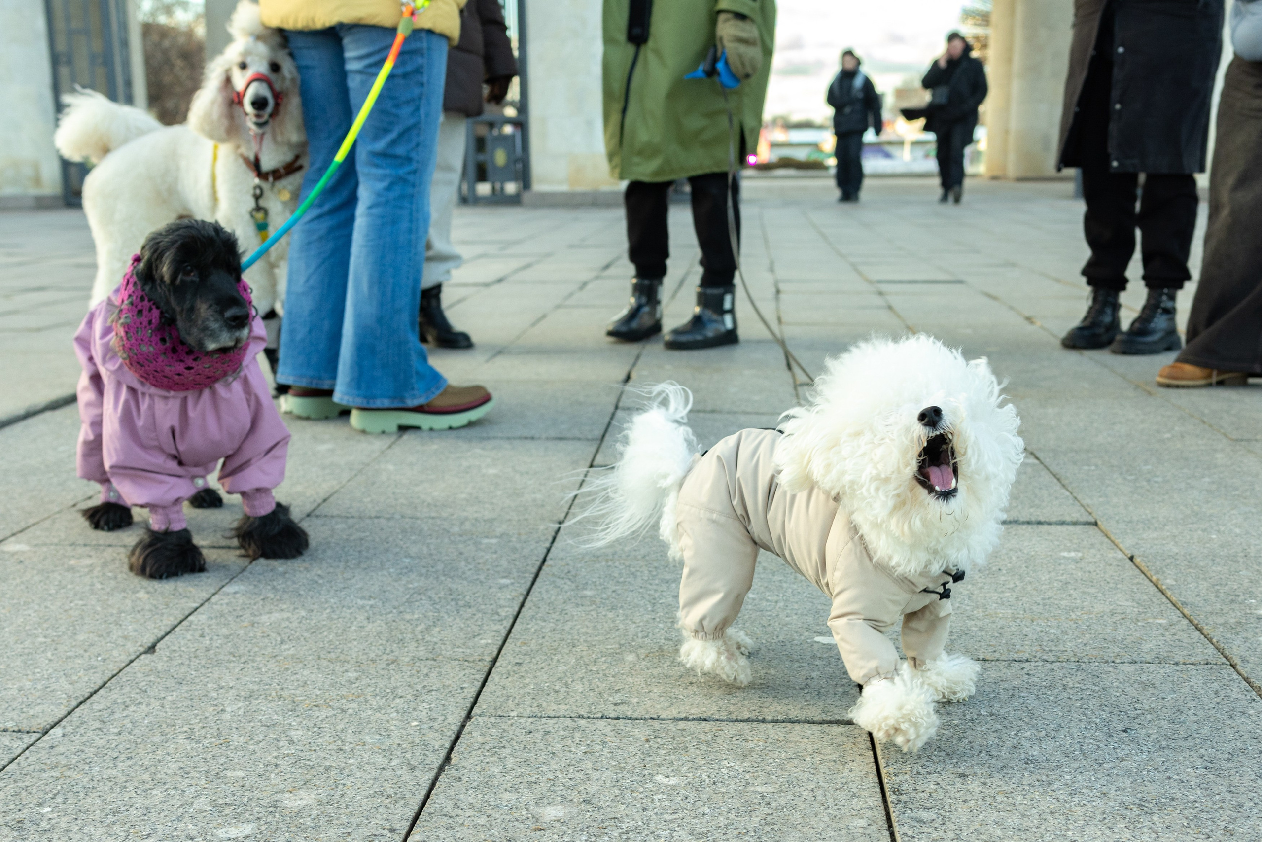 Клуб грумеров (прогулка и семинары). Виктория Зудина — фотограф в Москве