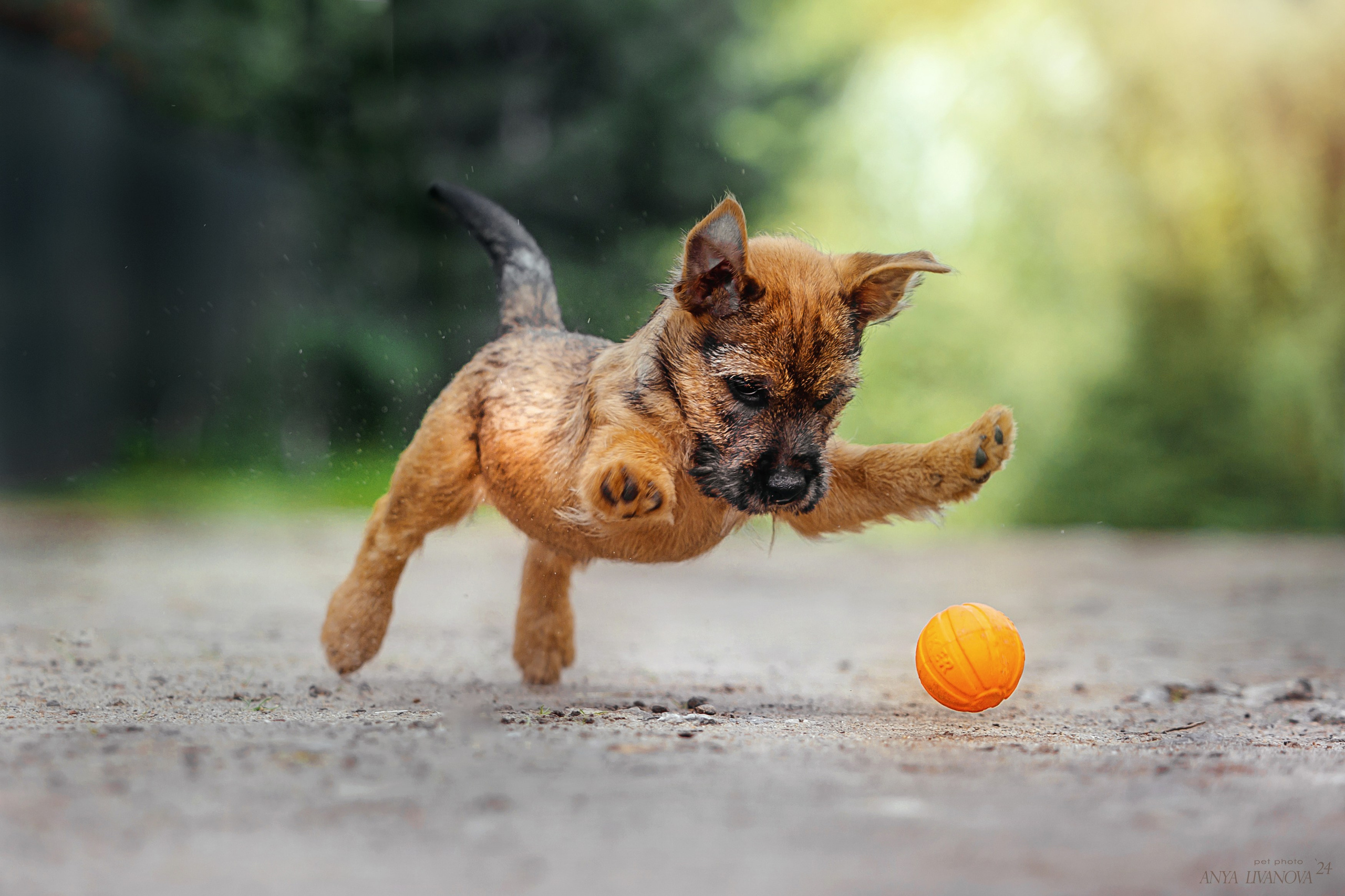 Норвичи. Фотограф анималист Аня Ливанова | Рыбинск