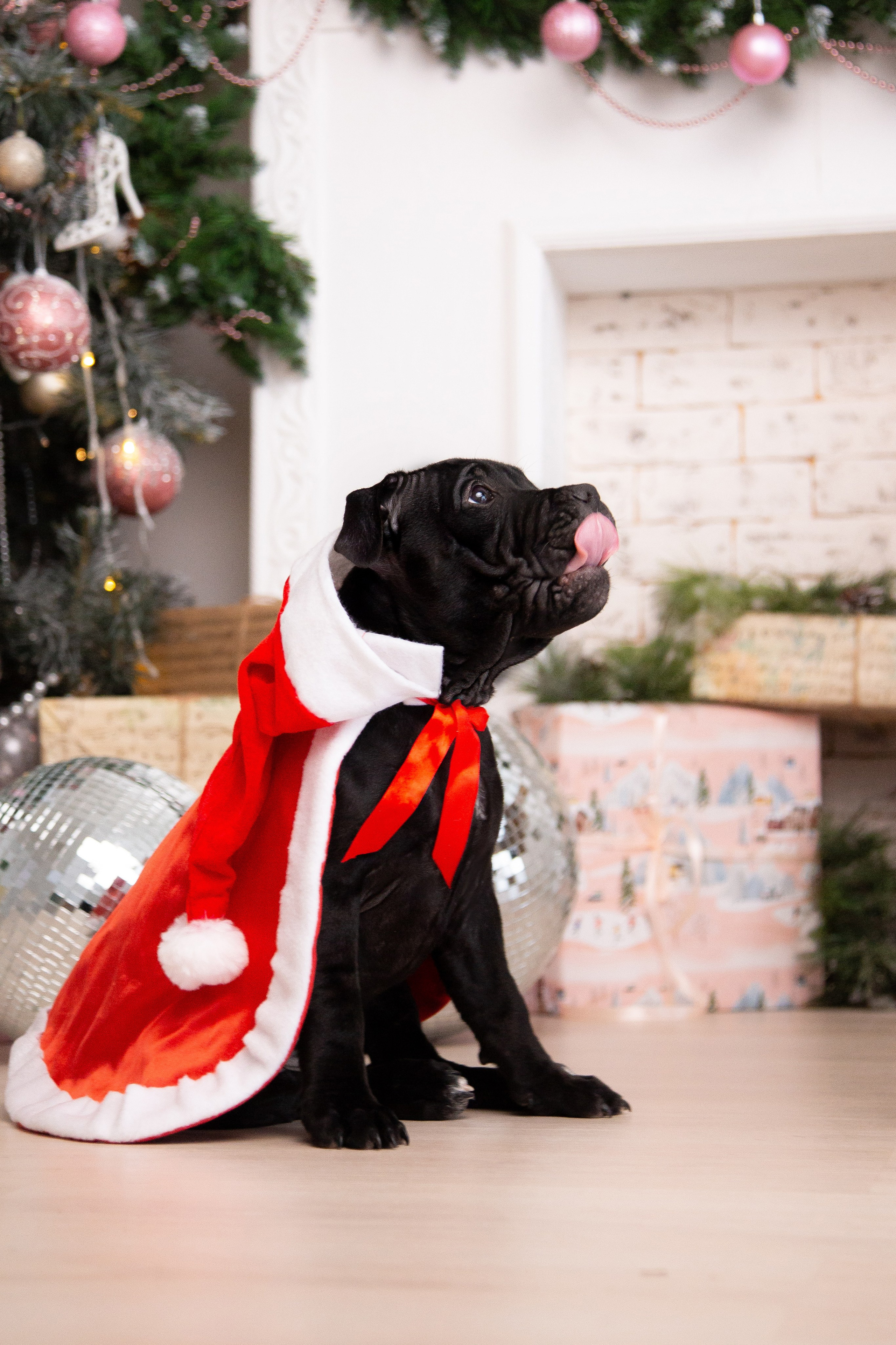 Новогодние малыши. Фотограф Анималист в Перми Анастасия Остерман