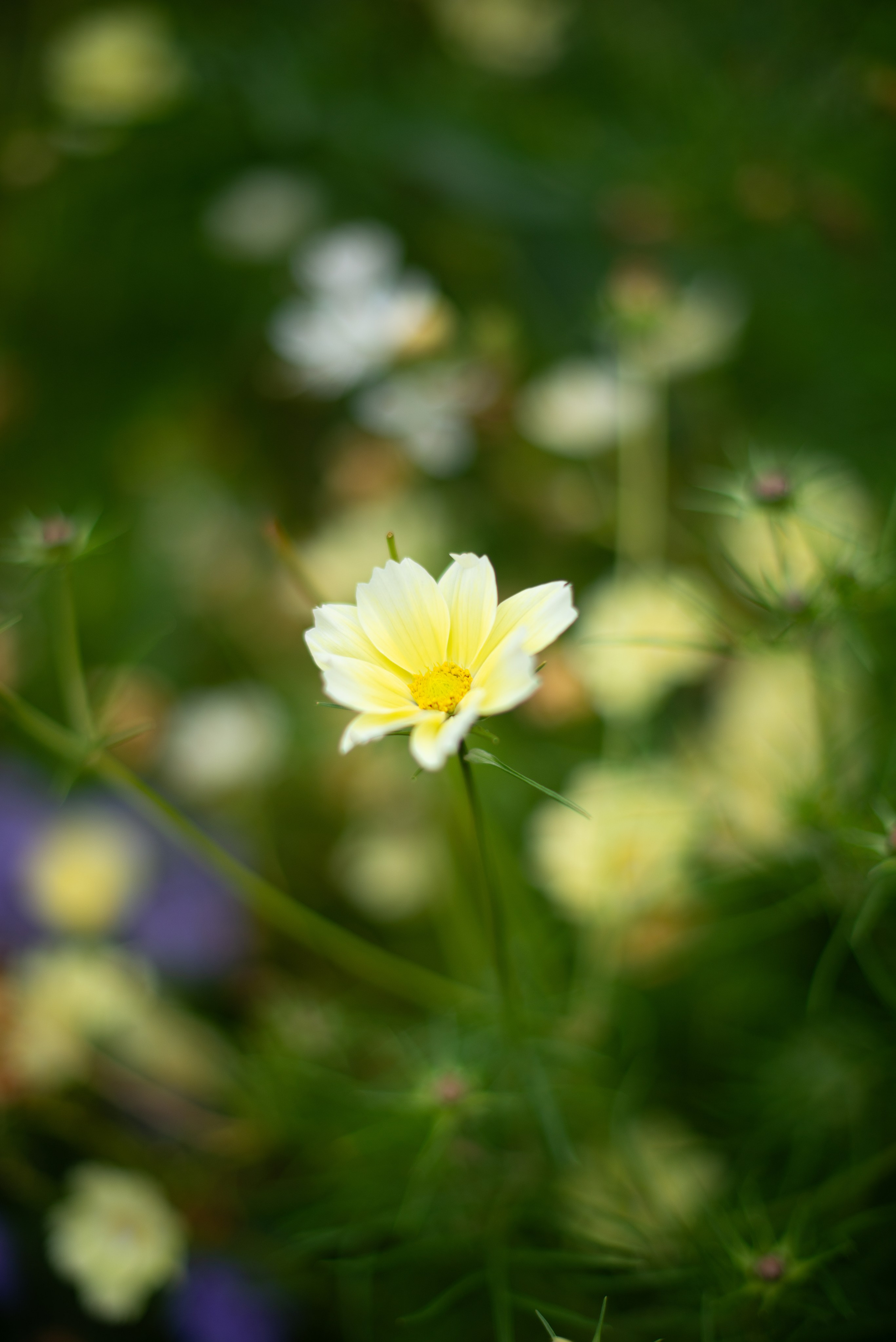 Цветы сада МГУ. Victoria Radjevna Репортажный Фотограф — Видеограф Москва • Санкт-Петербург