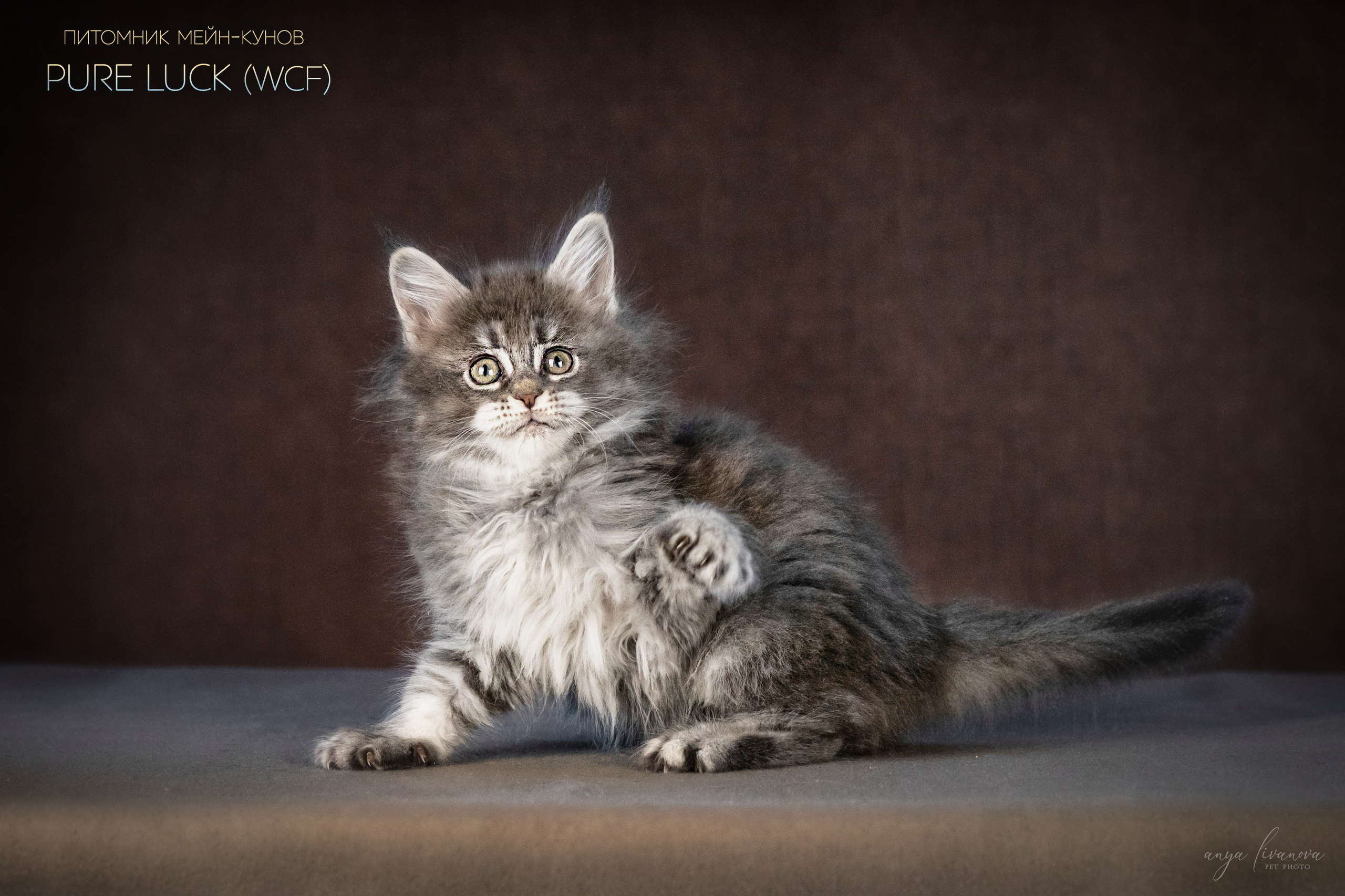 Мейнкуны. Фотограф анималист Аня Ливанова | Рыбинск