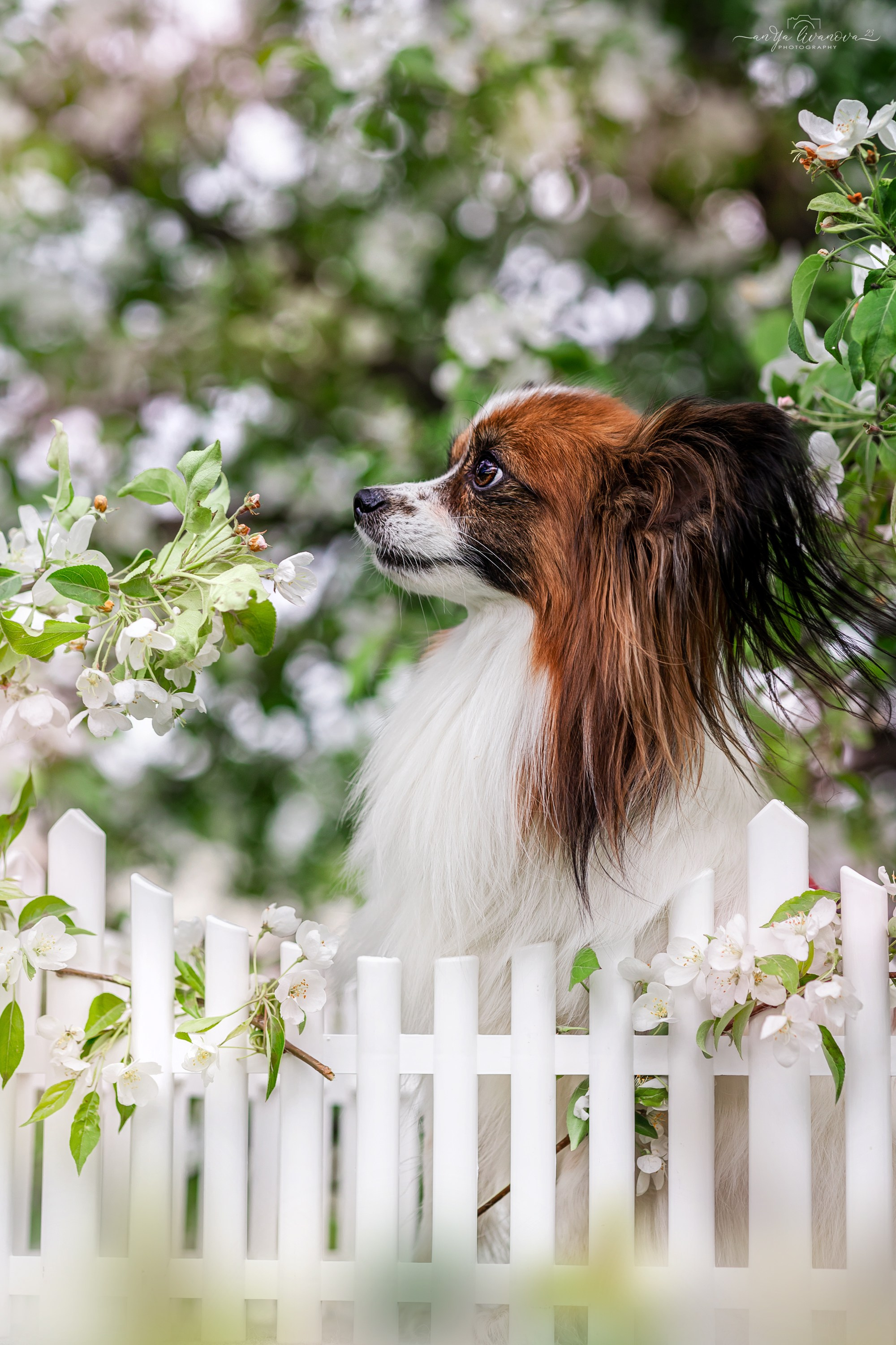 Яблони. Фотограф анималист Аня Ливанова | Рыбинск