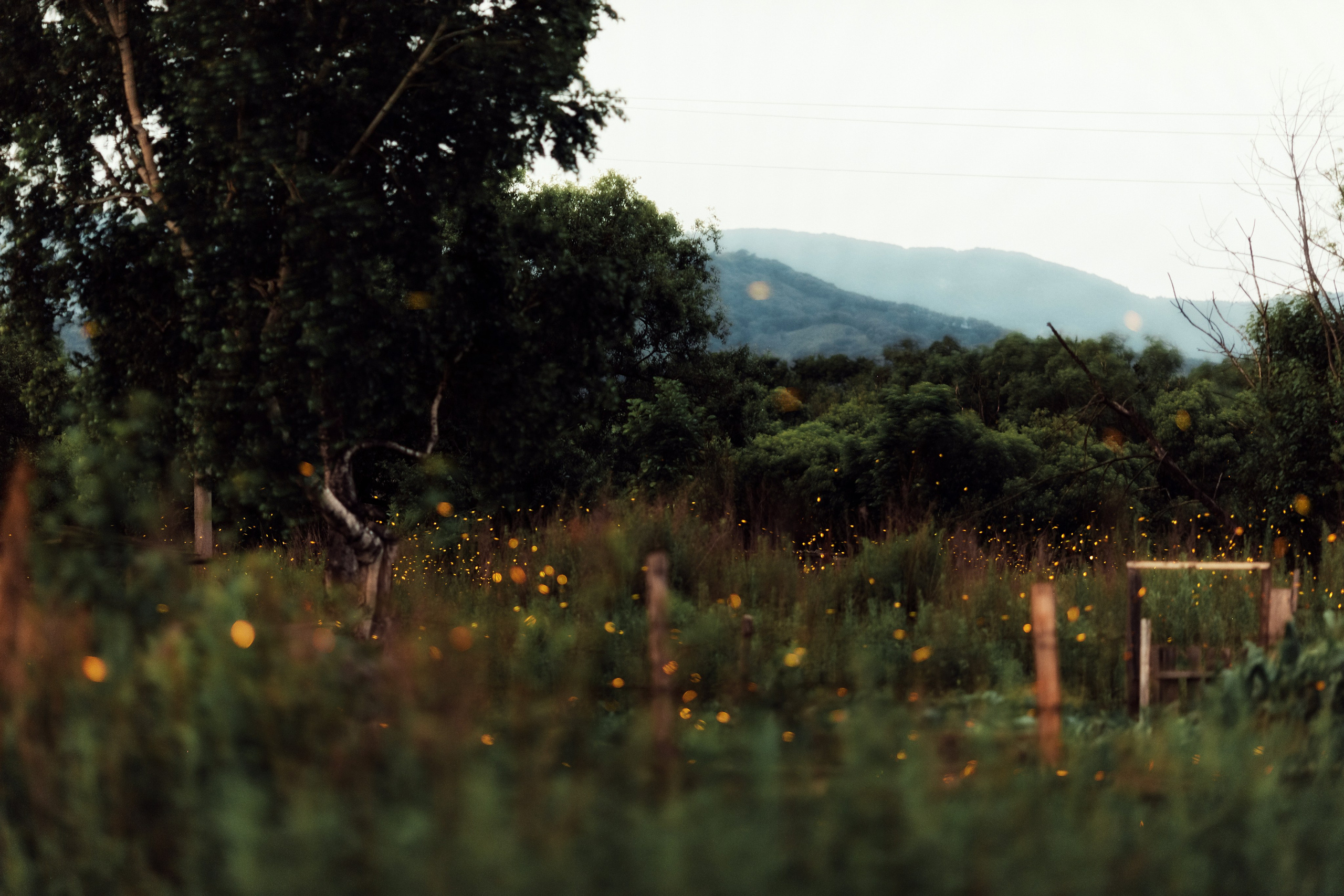 Светлячки в России - примеры фотографий