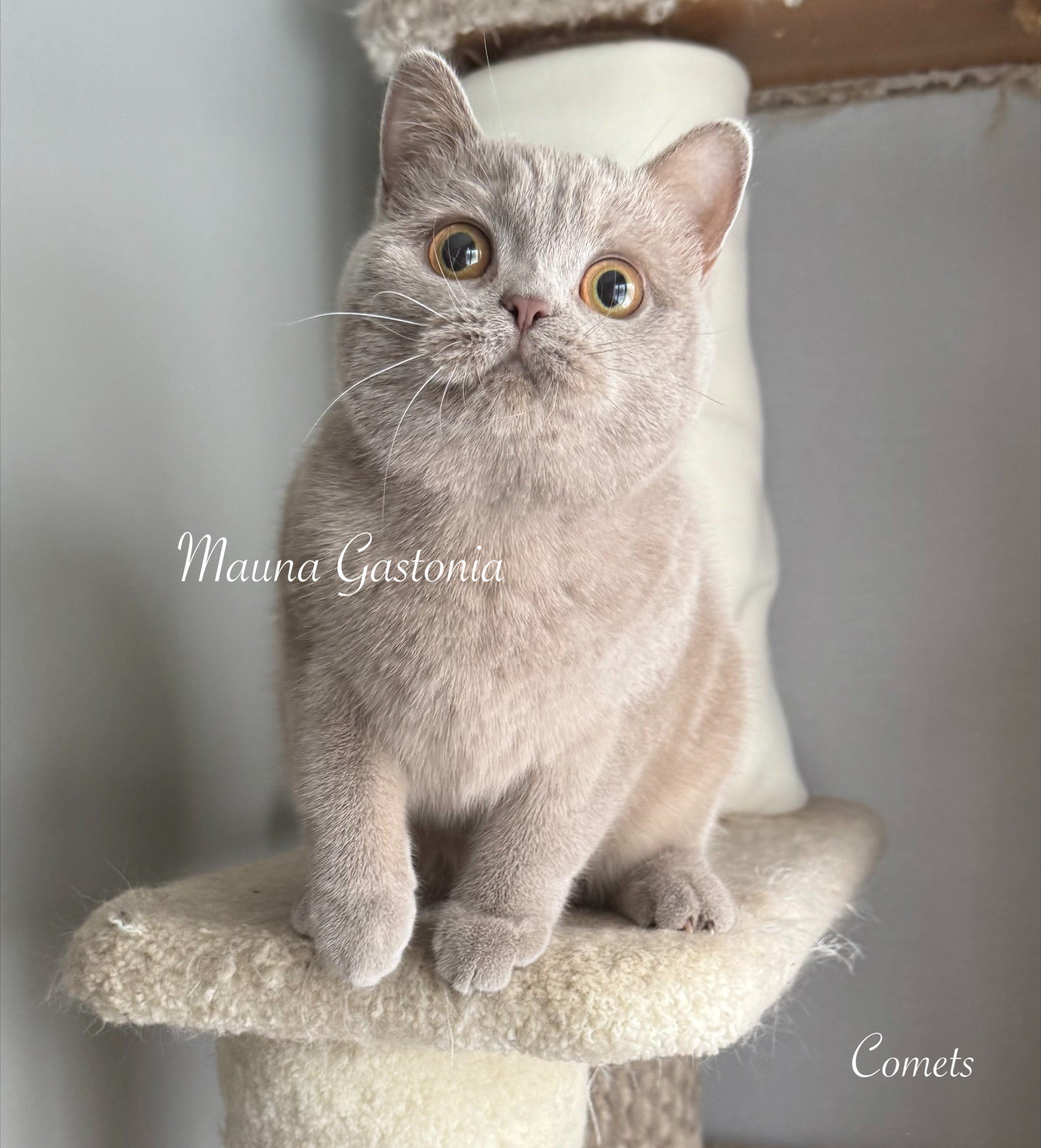 Comets. Mauna Gastonia