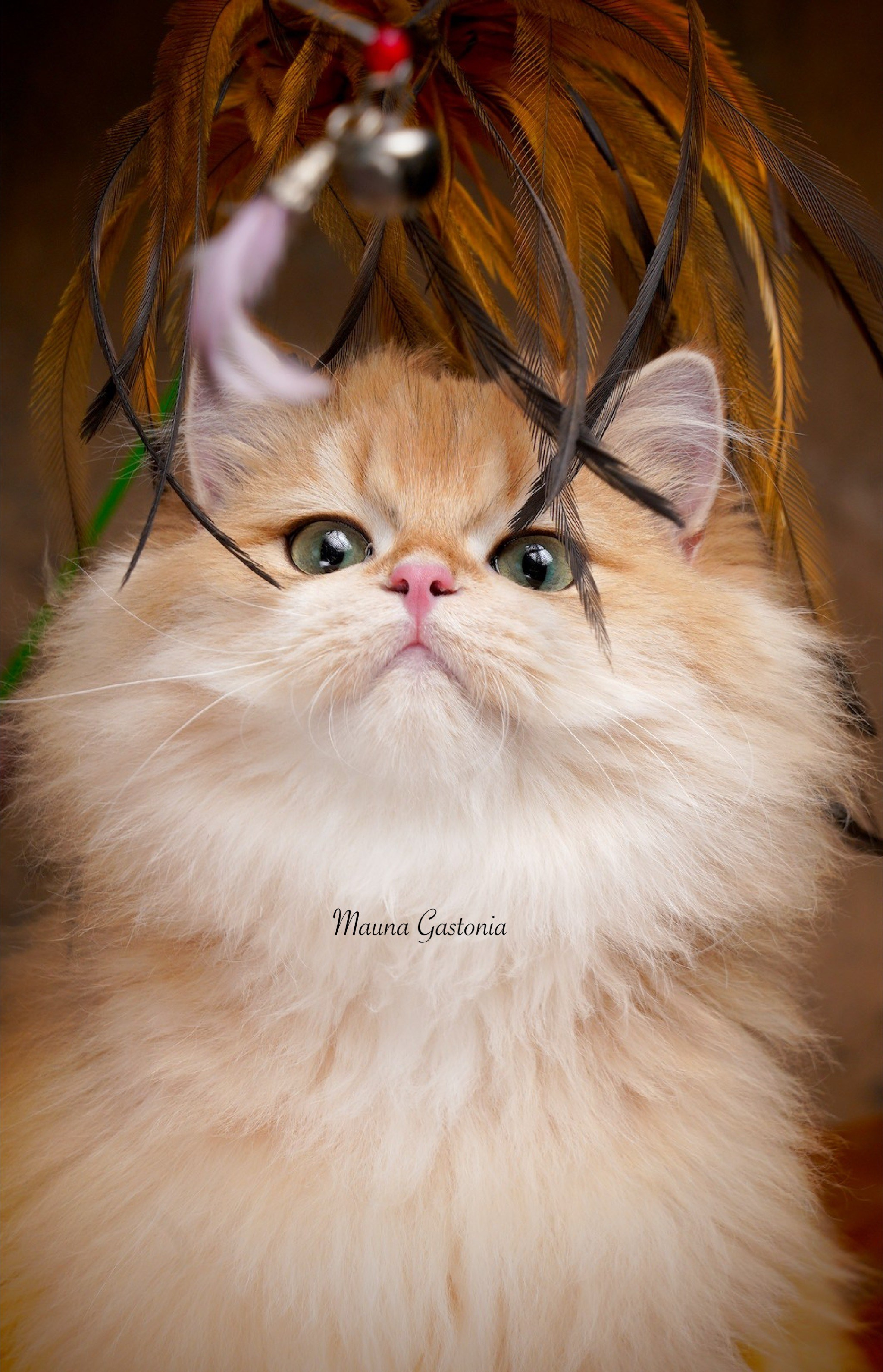 Germes. Mauna Gastonia