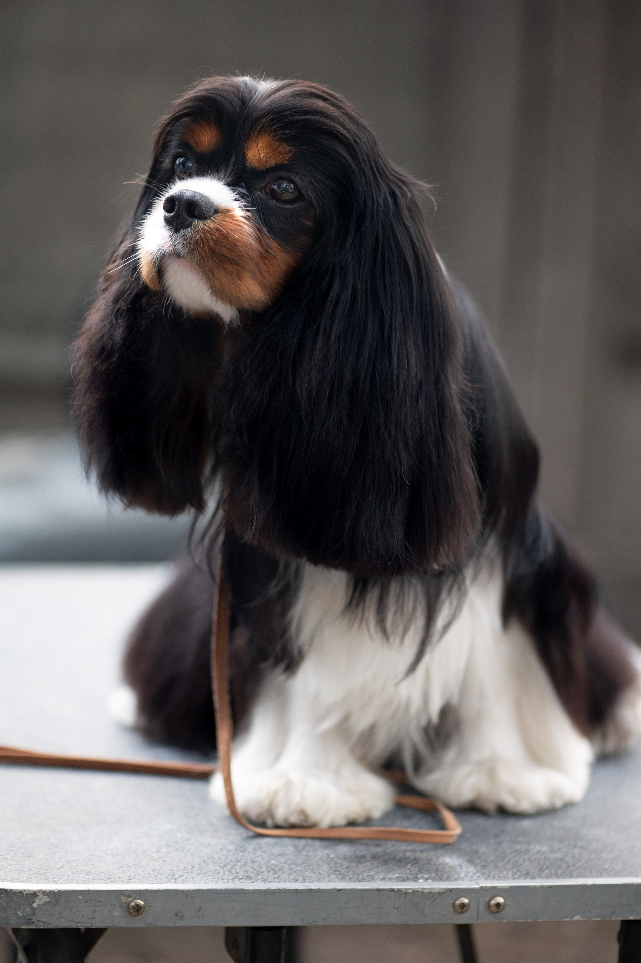 Зверье. Elnora Atnagulova Foodphotography