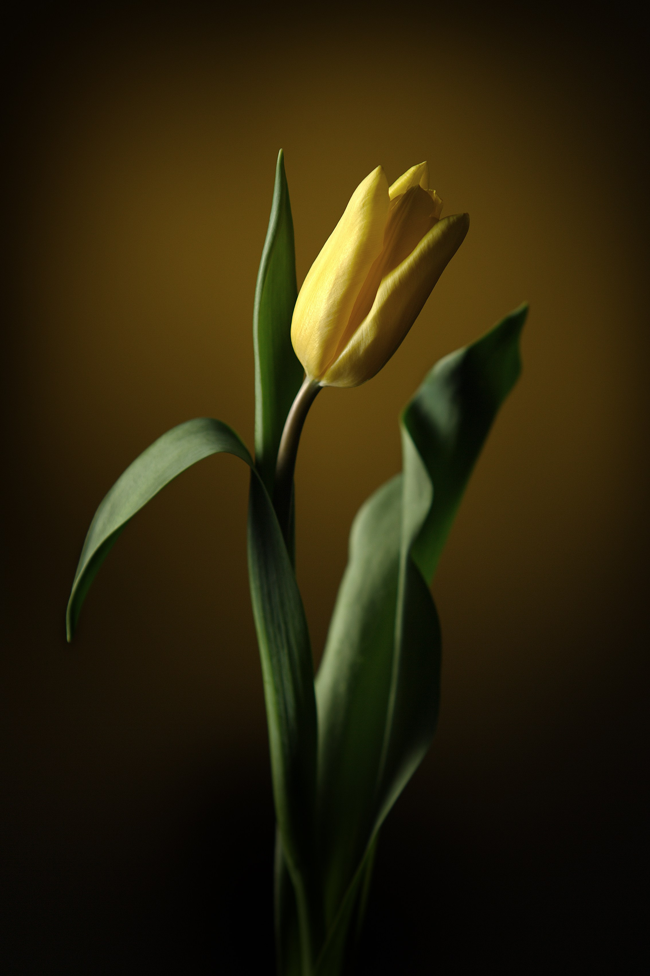 Цветы. Фотограф Мария Кольцова