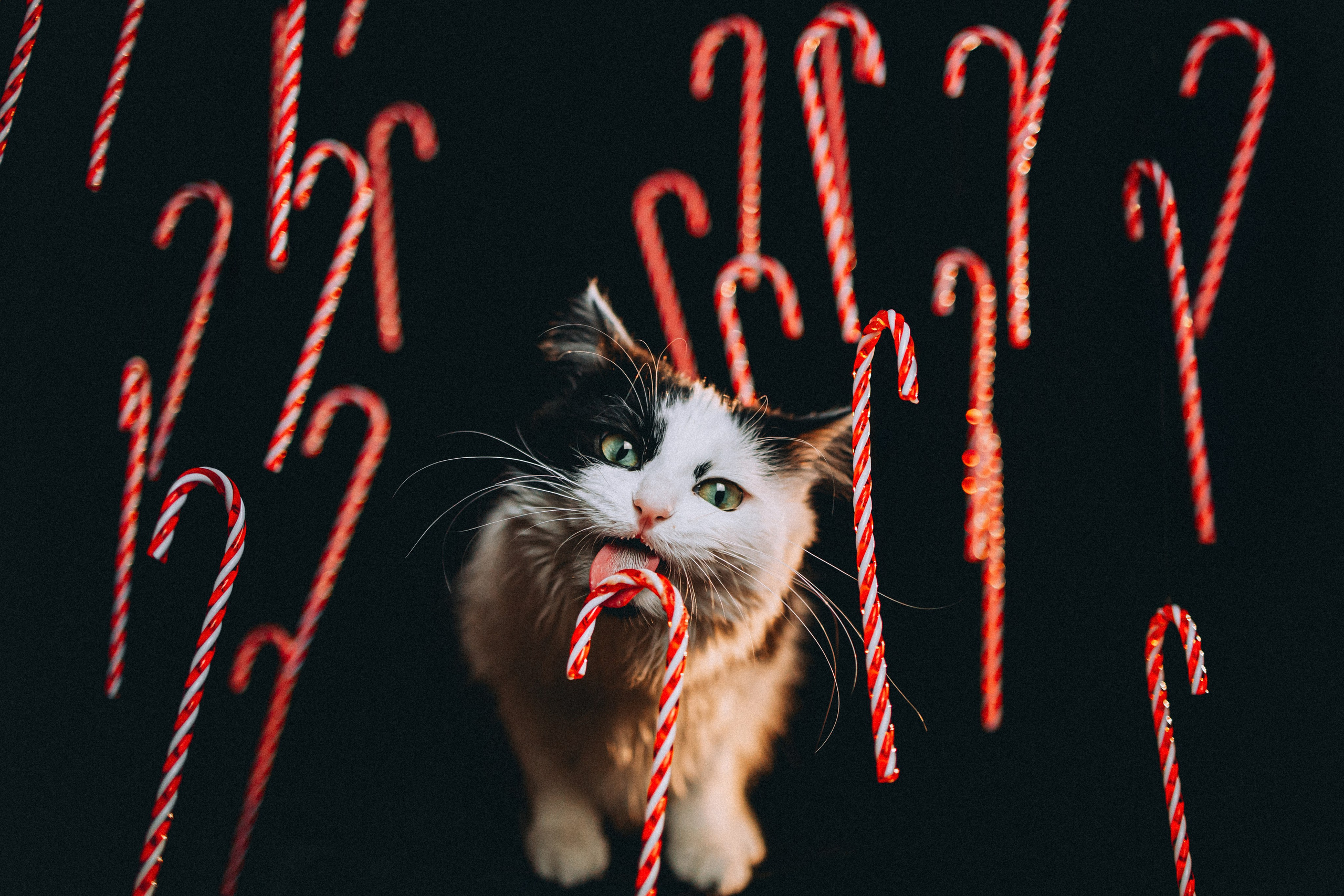 Джек, Бет и Кову