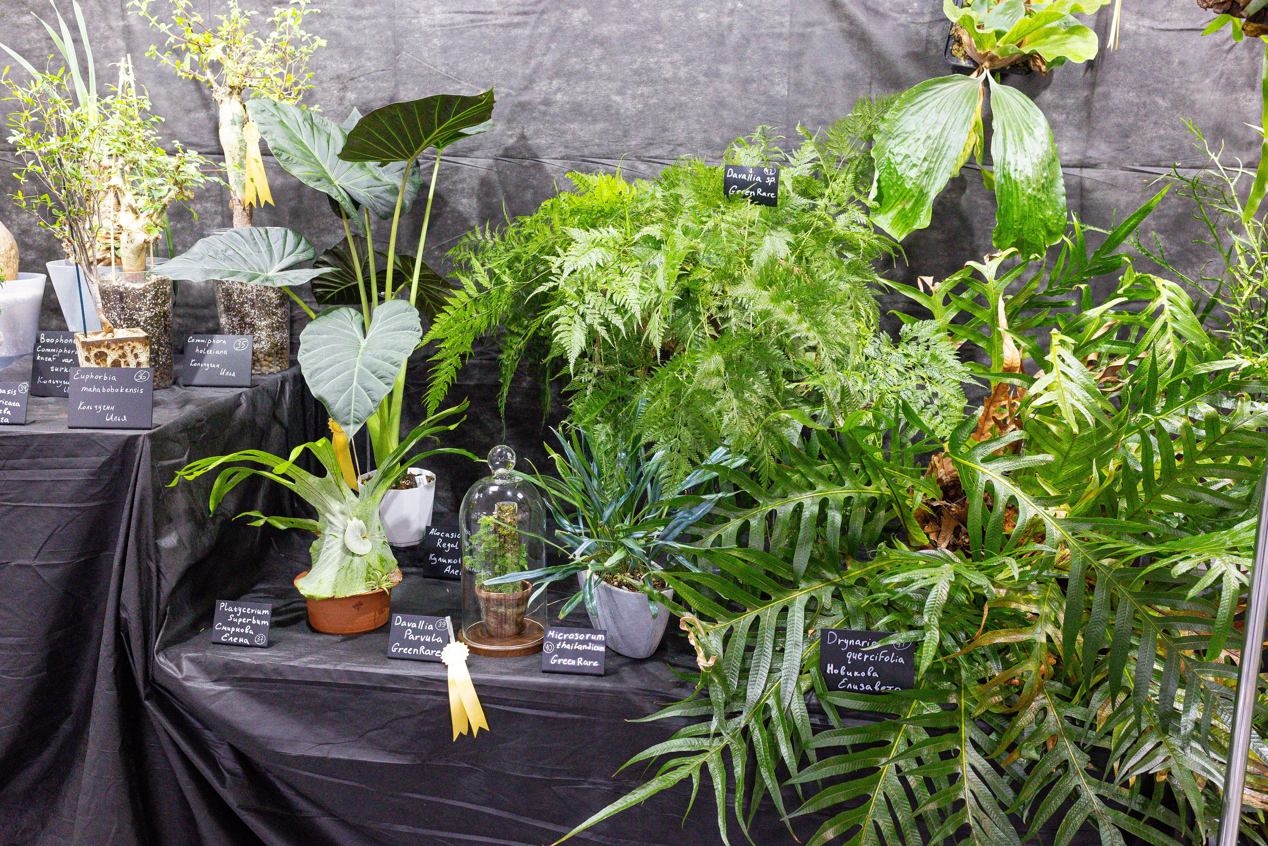 Монстериум апрель 2025. Александра Куликова фотограф, Москва