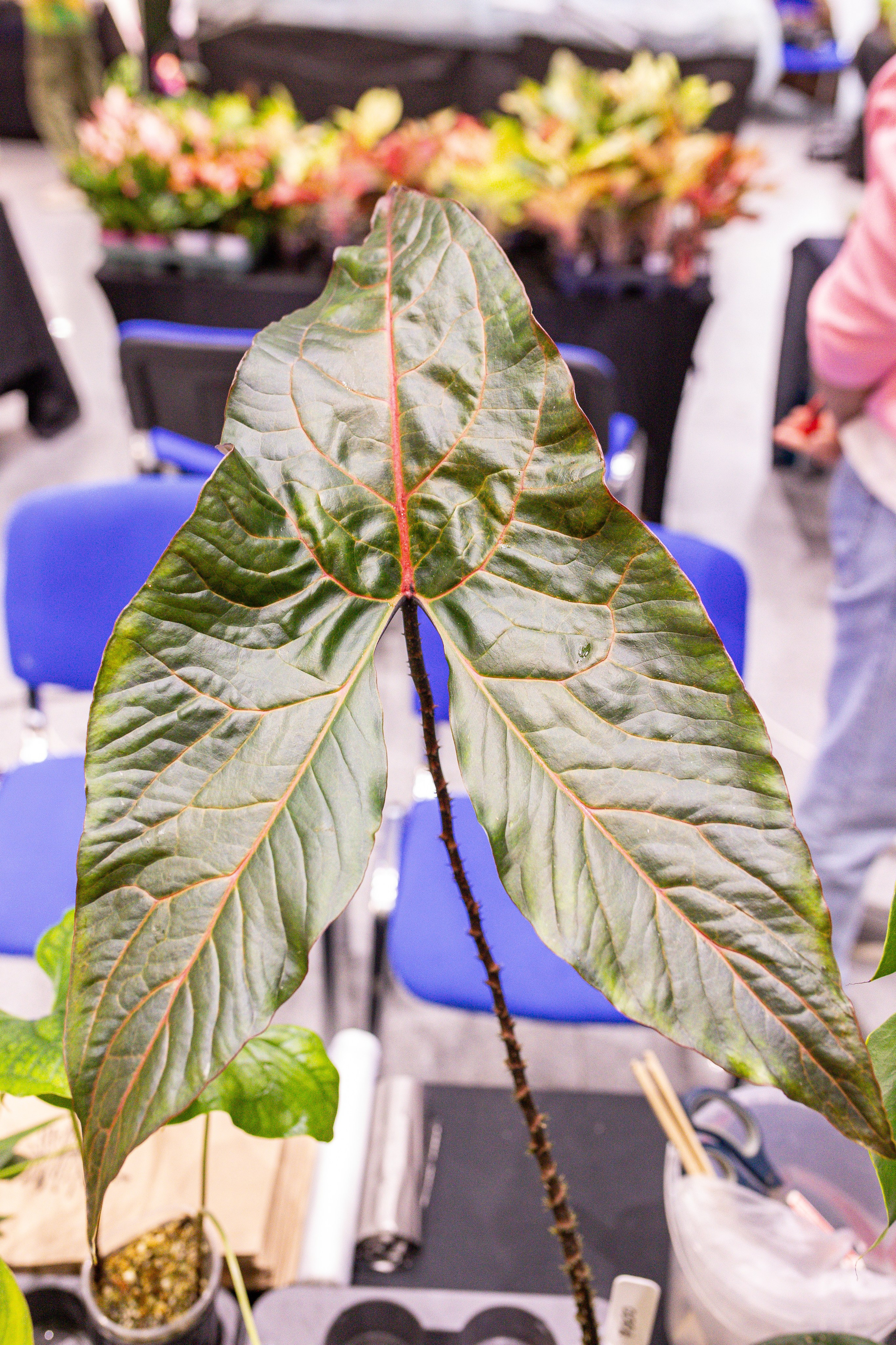 Монстериум 11–12 октября. Александра Куликова фотограф, Москва