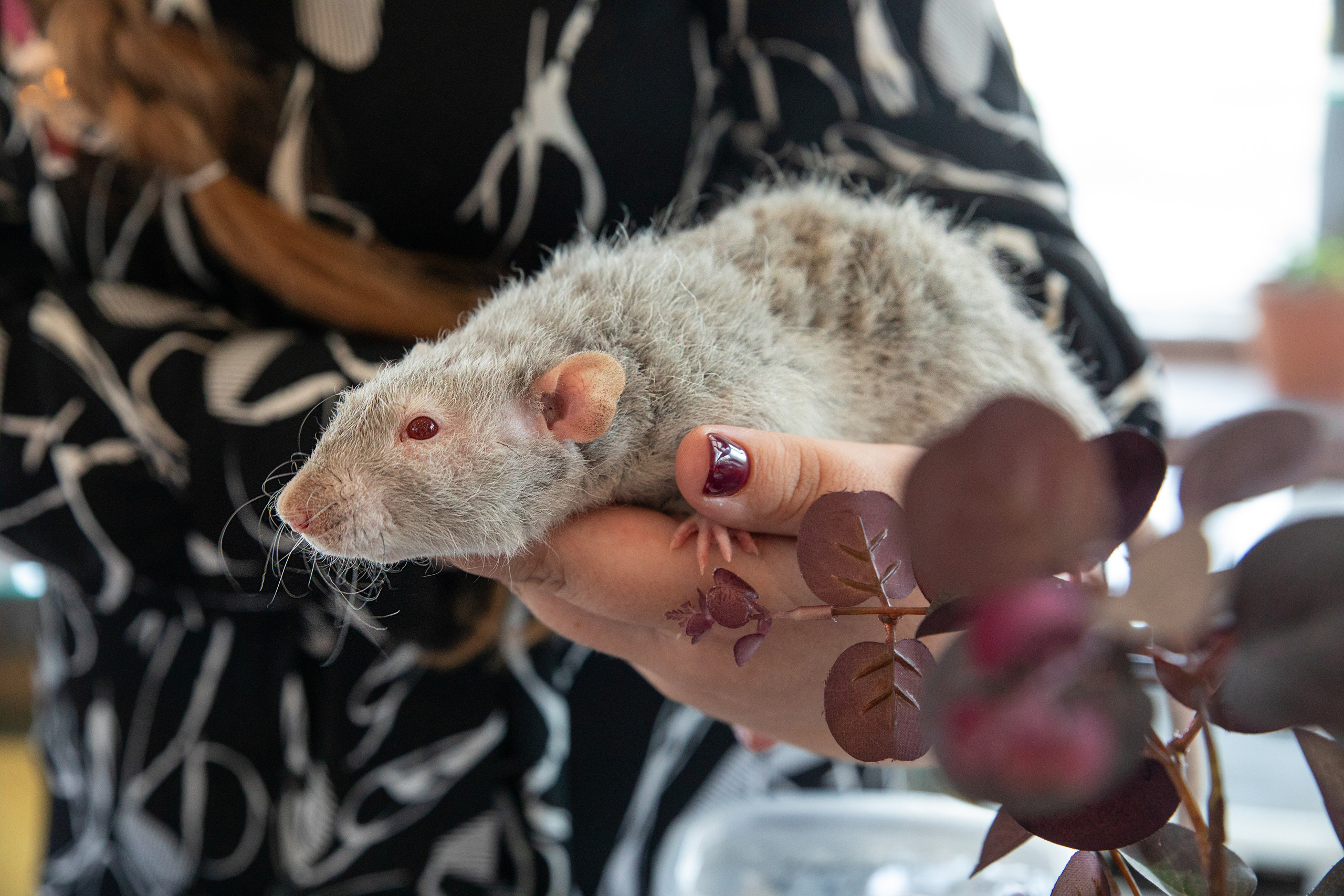 Выставка Экзотических Животных. Семейный и частный фотограф во Владивостоке