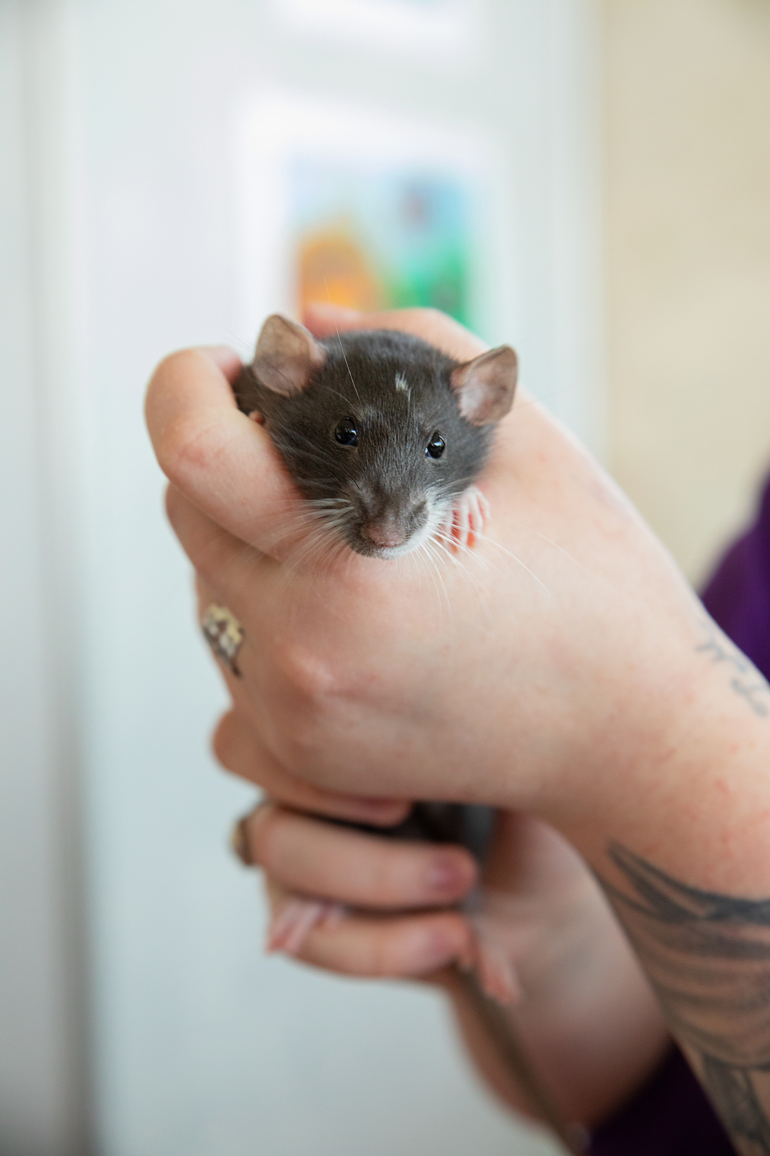 Выставка Экзотических Животных. Семейный и частный фотограф во Владивостоке