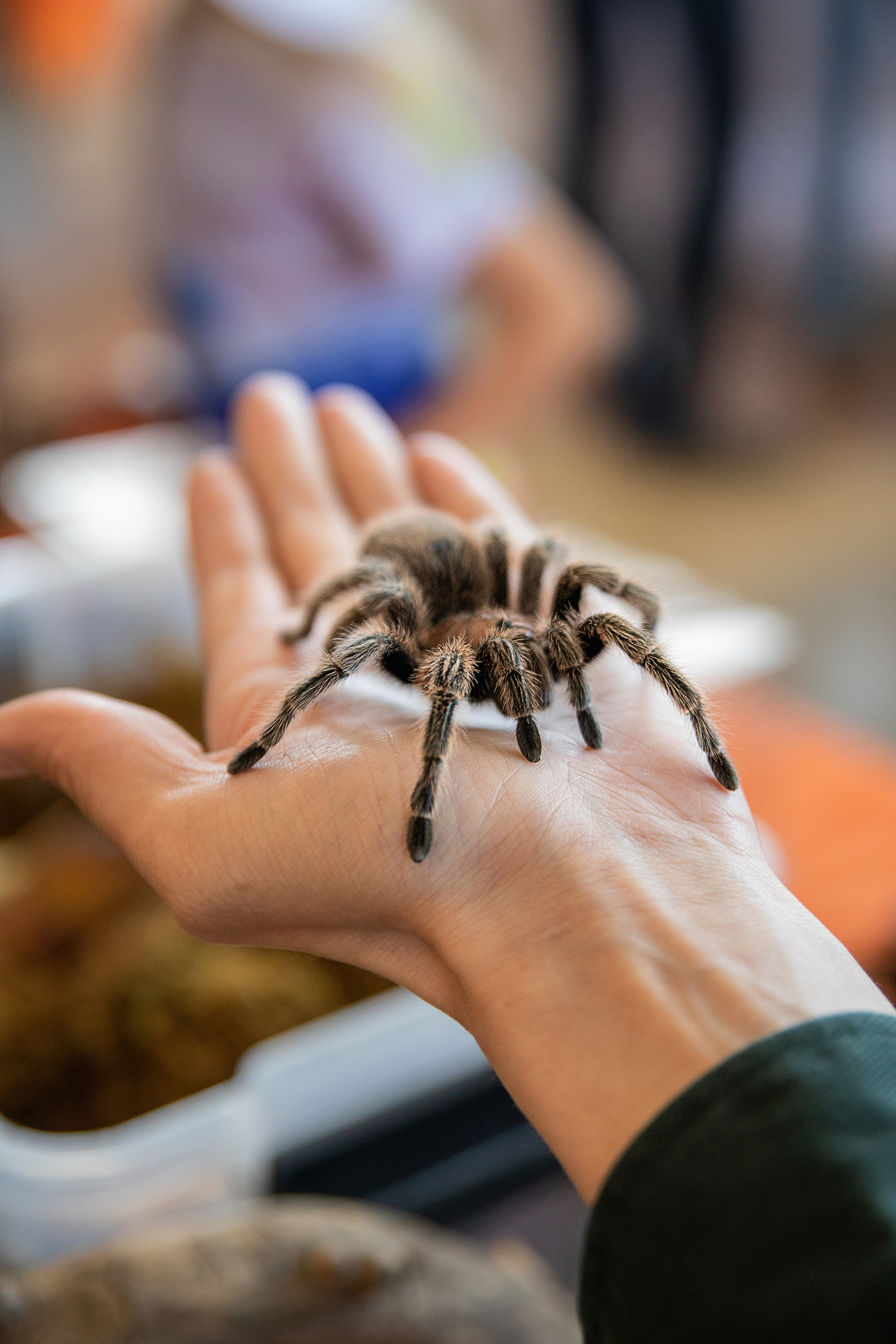 Выставка Экзотических Животных. Семейный и частный фотограф во Владивостоке