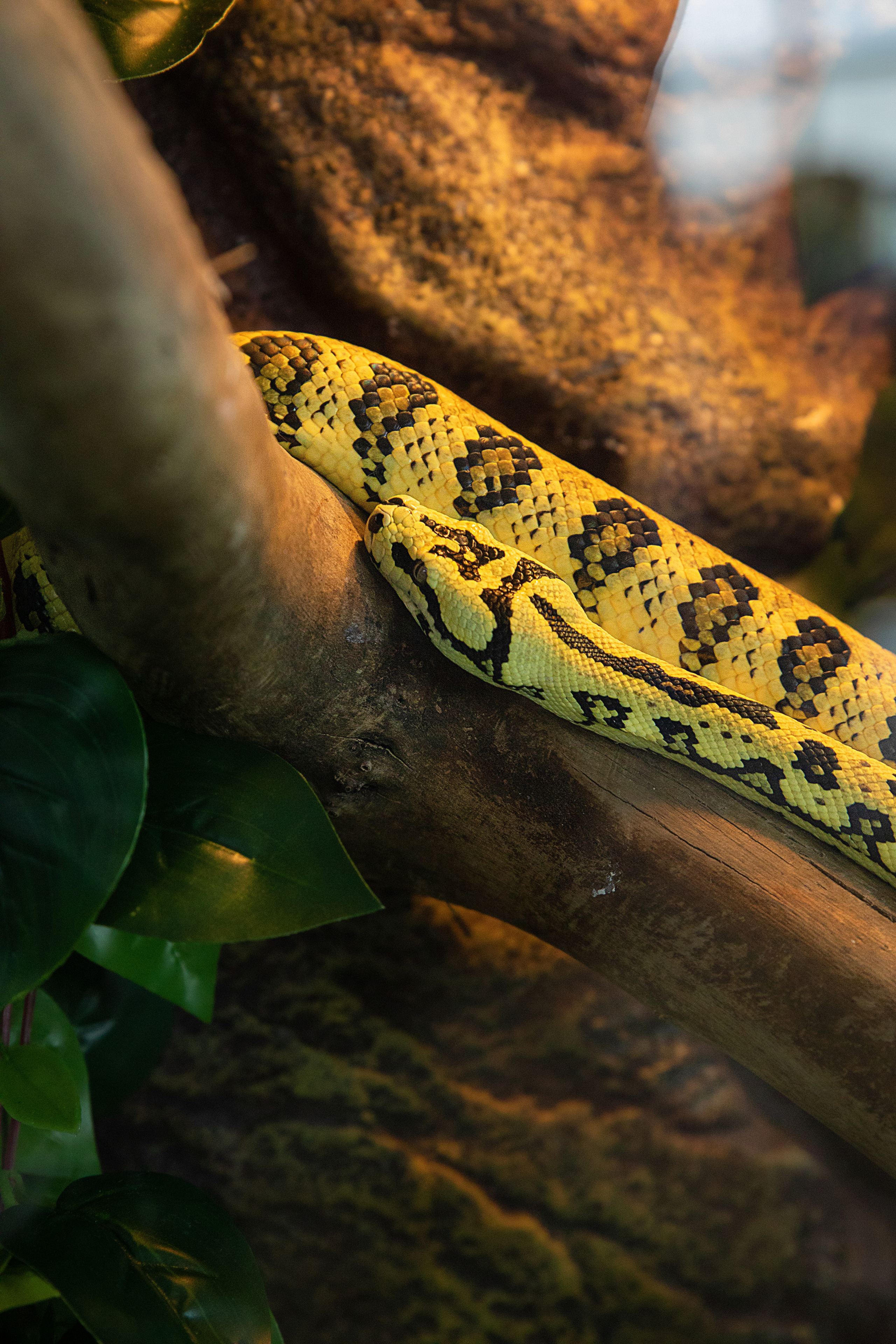 Выставка Экзотических Животных. Семейный и частный фотограф во Владивостоке