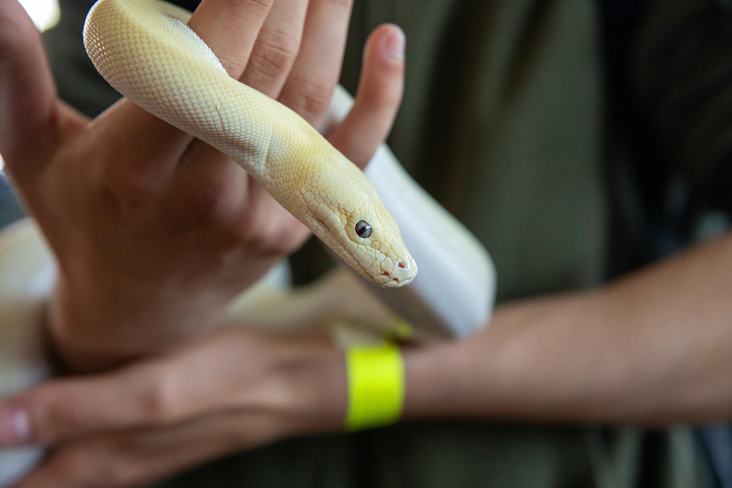 Выставка Экзотических Животных. Семейный и частный фотограф во Владивостоке