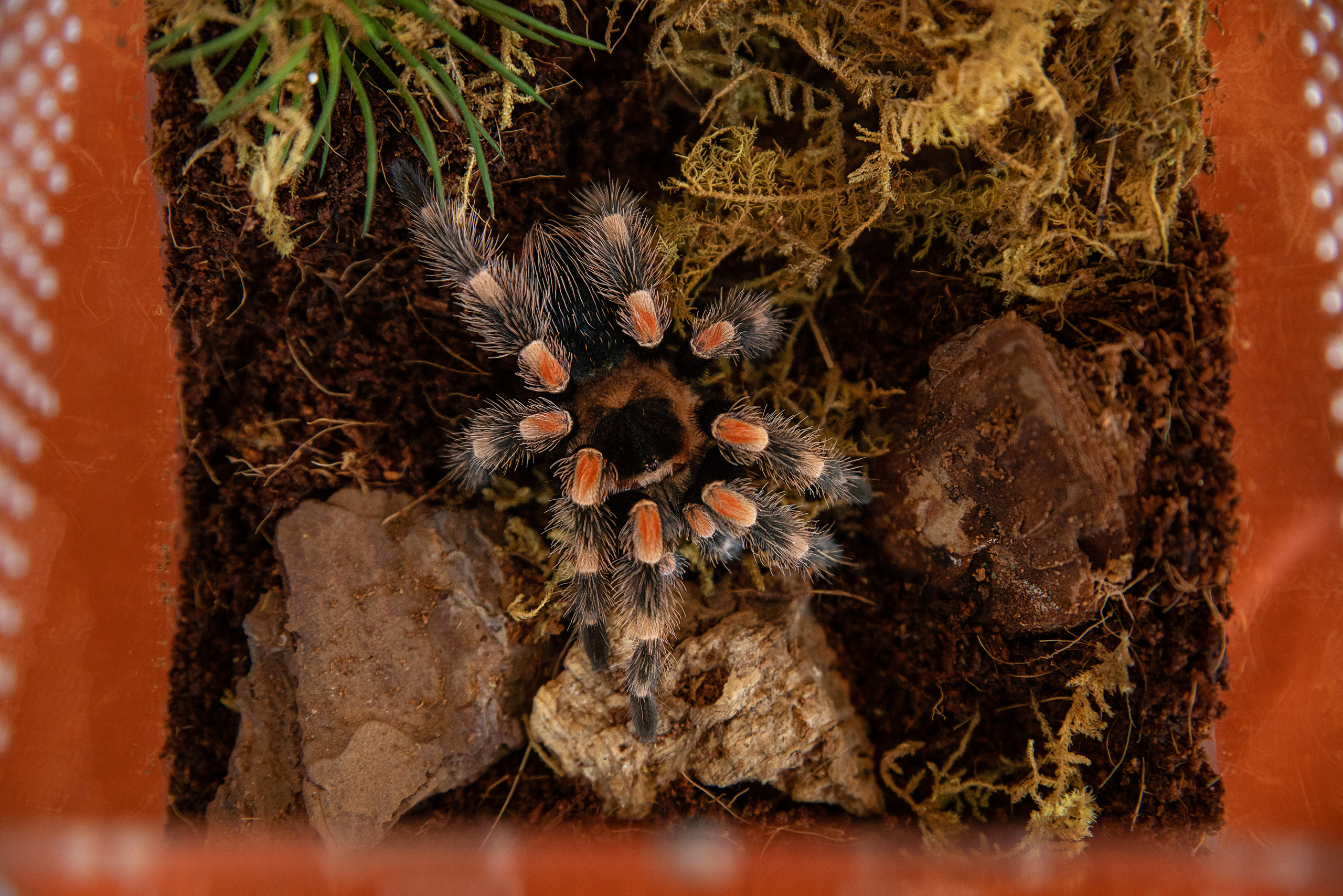 Выставка Экзотических Животных. Семейный и частный фотограф во Владивостоке