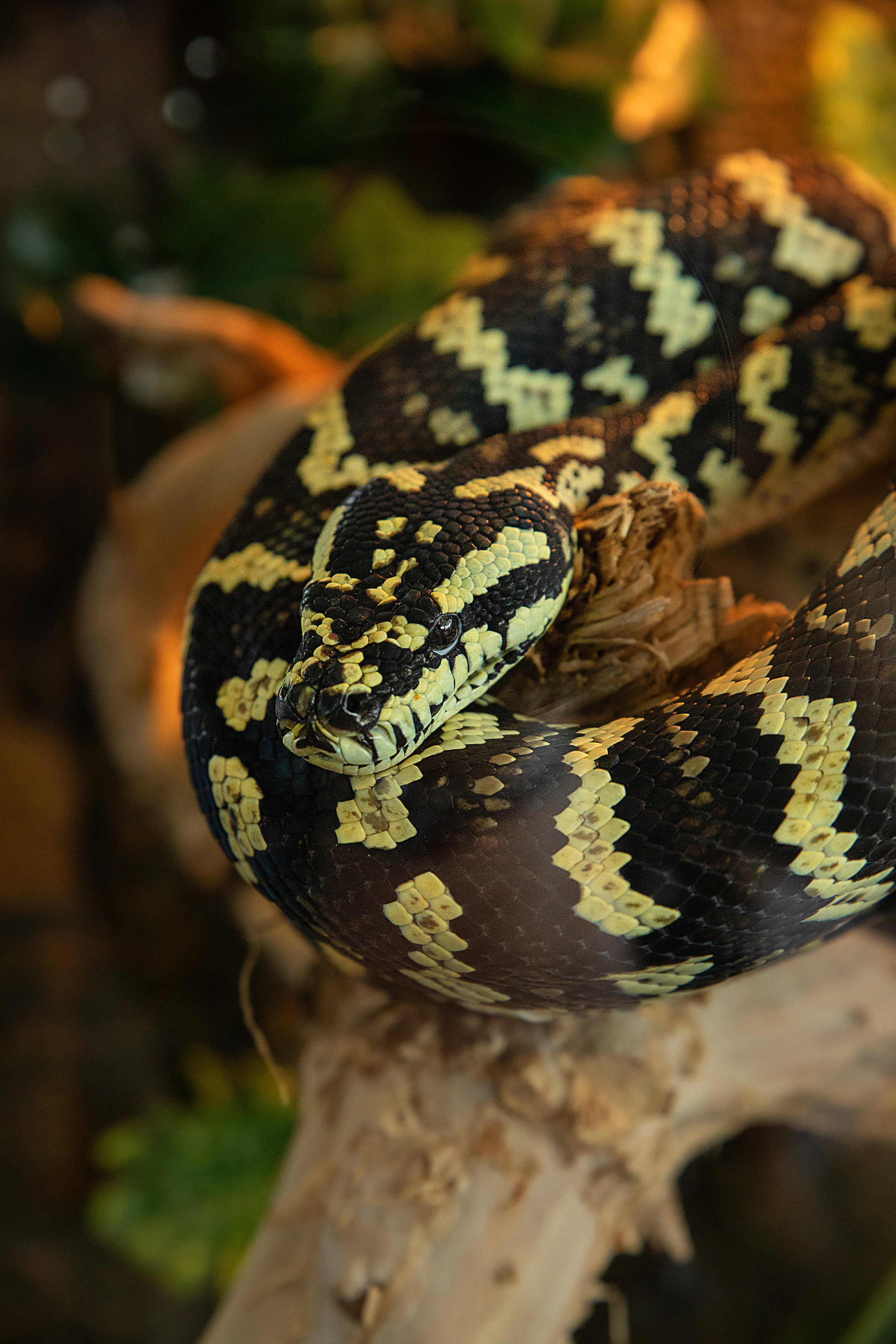 Выставка Экзотических Животных. Семейный и частный фотограф во Владивостоке