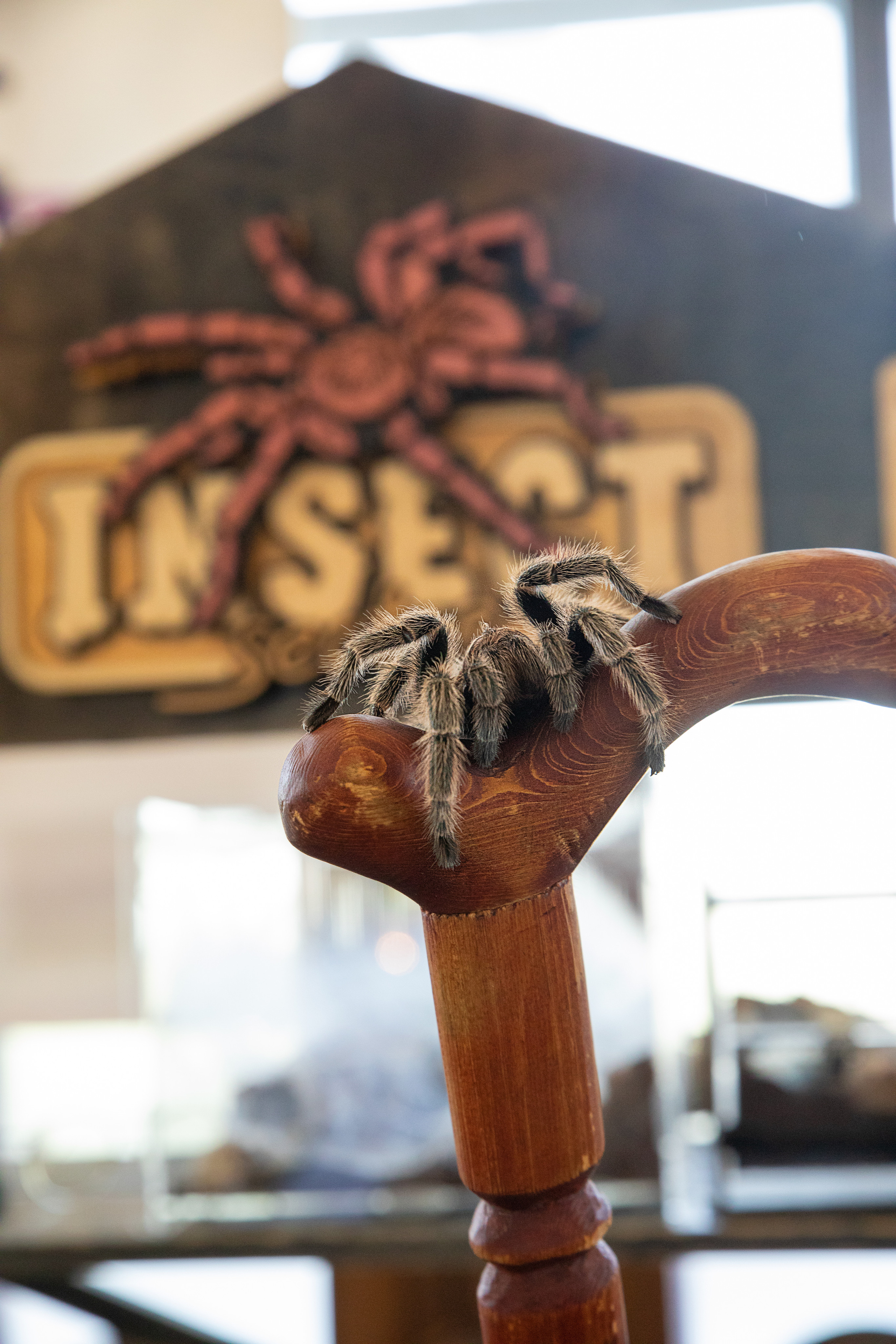 Выставка Экзотических Животных. Семейный и частный фотограф во Владивостоке