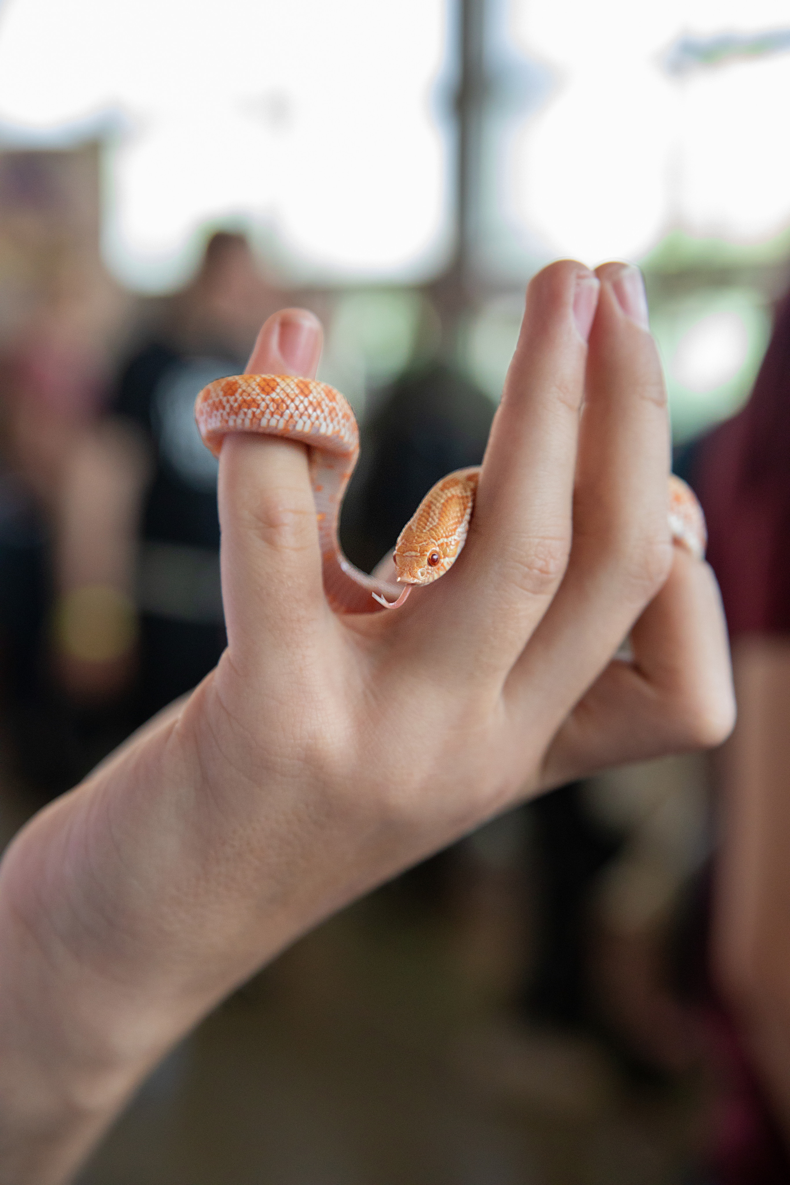 Выставка Экзотических Животных. Семейный и частный фотограф во Владивостоке